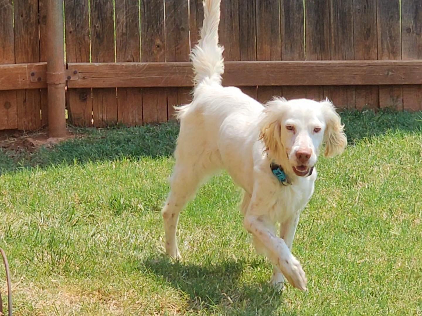 Enlarge Roz, a Adoptable English Setter in Dallas, TX image 4/6
