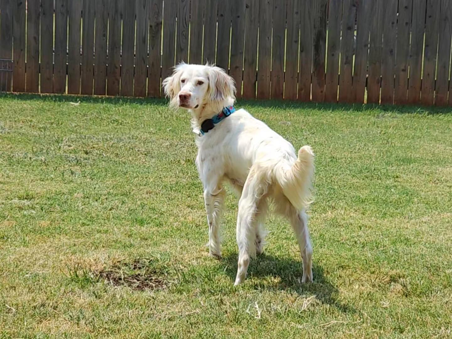 Enlarge Roz, a Adoptable English Setter in Dallas, TX image 6/6