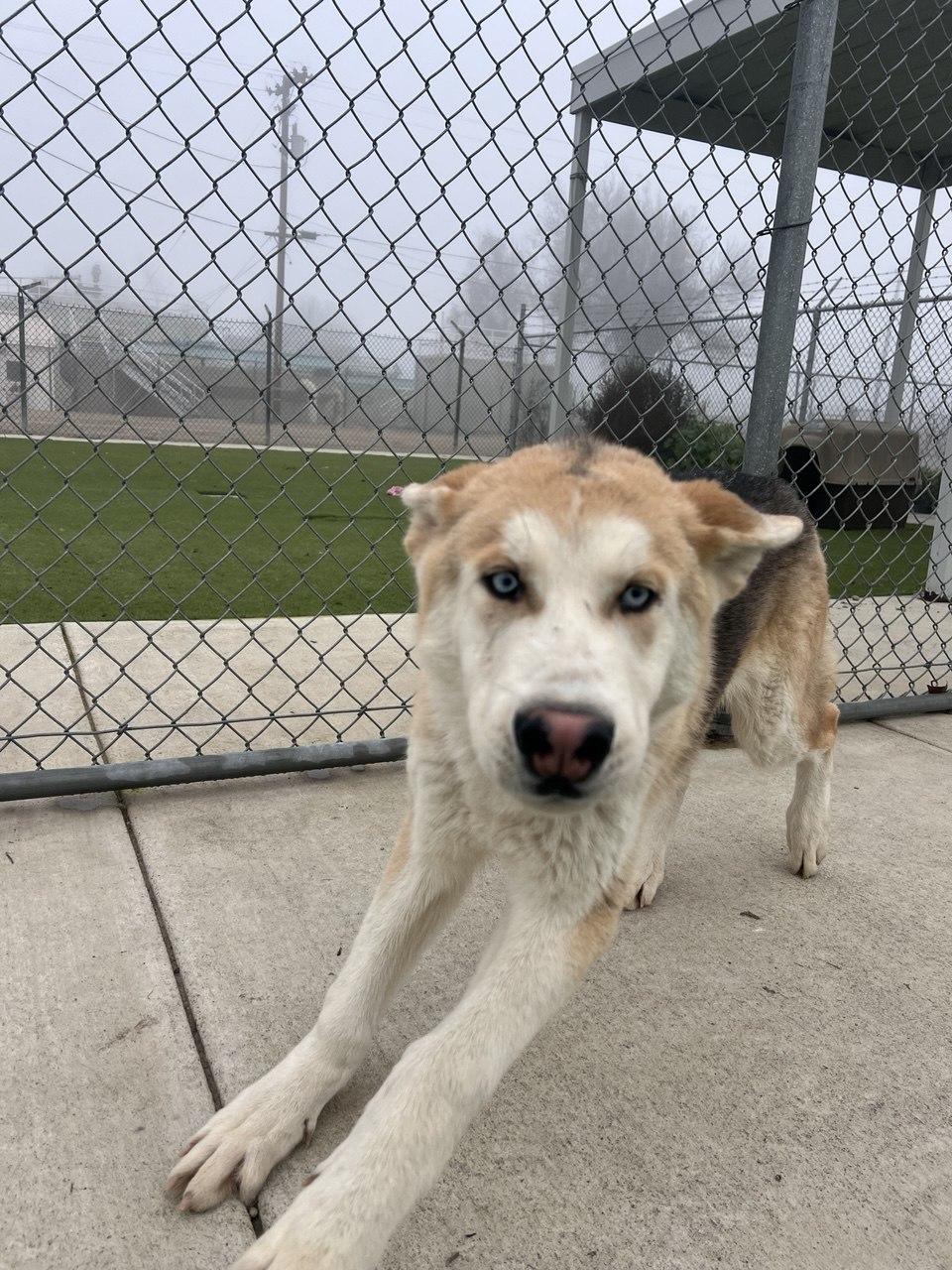 Enlarge JACKY (AVAILABLE JANUARY 26, 2026), a Adoptable mixed breed in Wasco, CA image 1/3