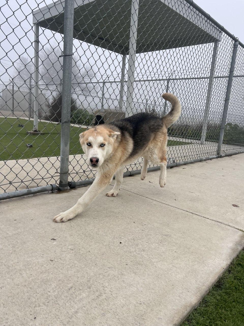 Enlarge JACKY (AVAILABLE JANUARY 26, 2026), a Adoptable mixed breed in Wasco, CA image 3/3