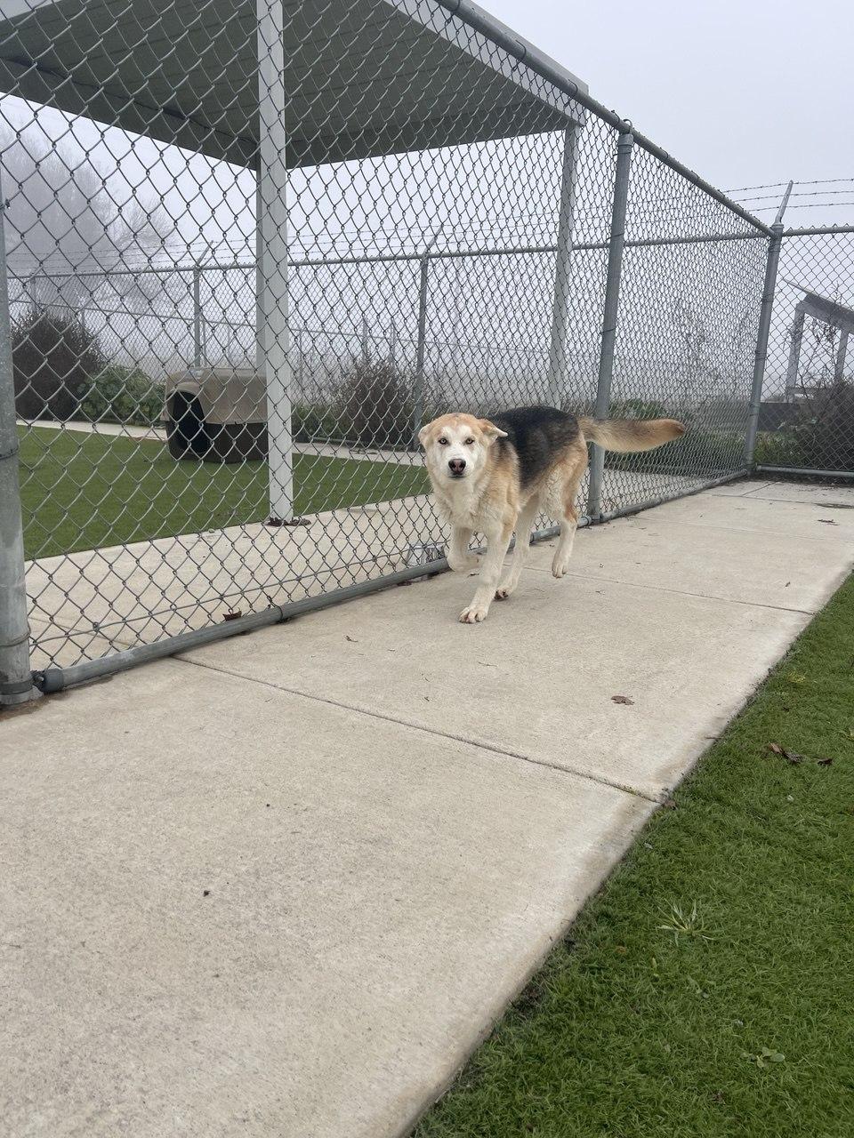 Enlarge JACKY (AVAILABLE JANUARY 26, 2026), a Adoptable mixed breed in Wasco, CA image 2/3