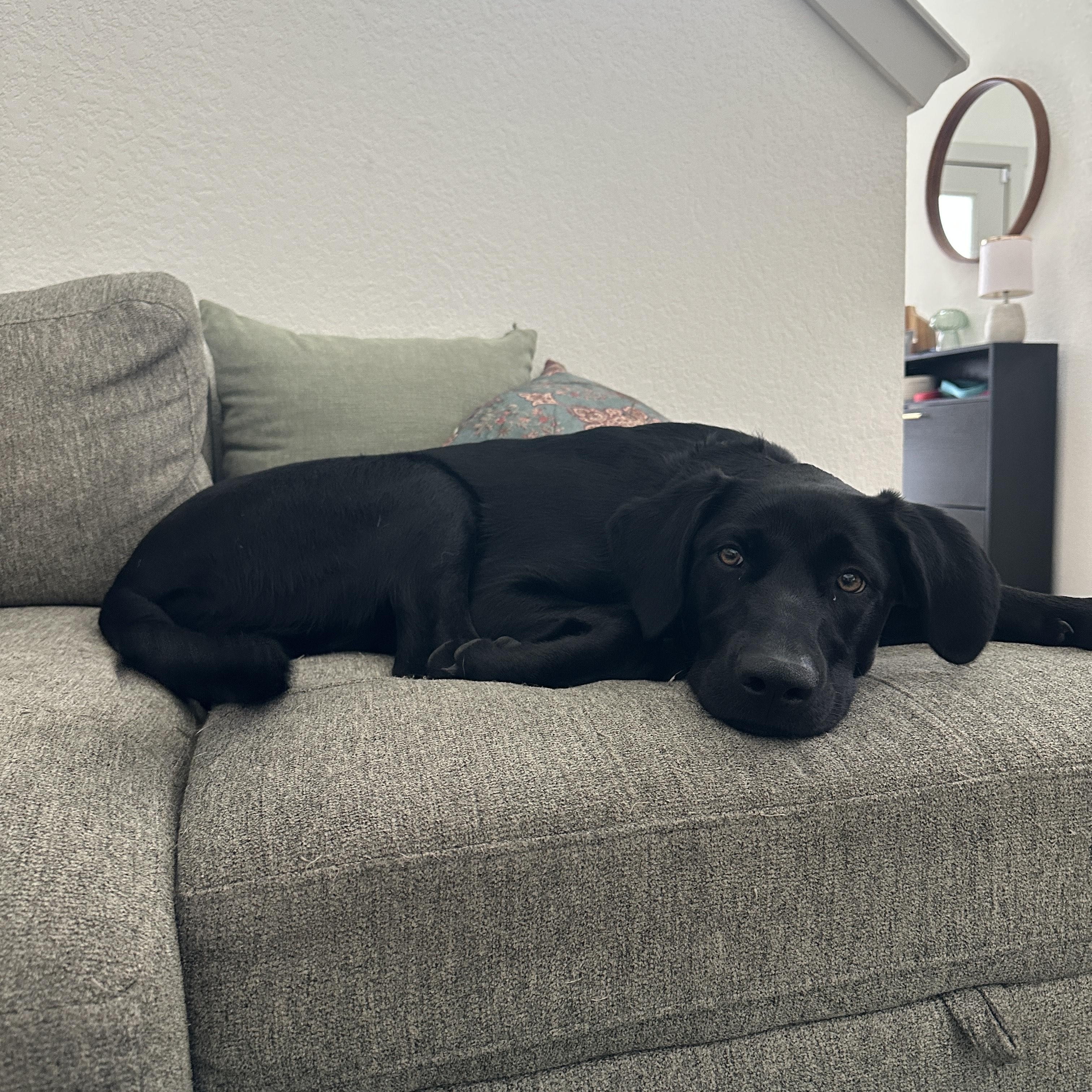 Enlarge Nova, a ADOPTABLE Black Labrador Retriever in Austin, TX image 3/4