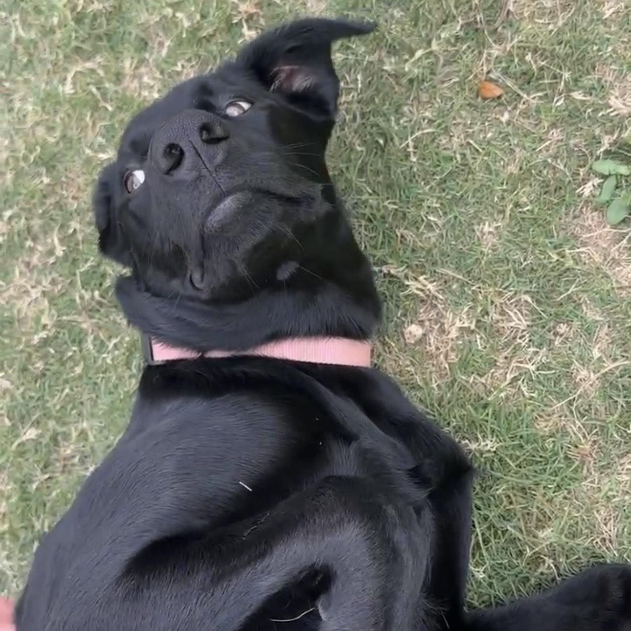 Enlarge Nova, a ADOPTABLE Black Labrador Retriever in Austin, TX image 2/4