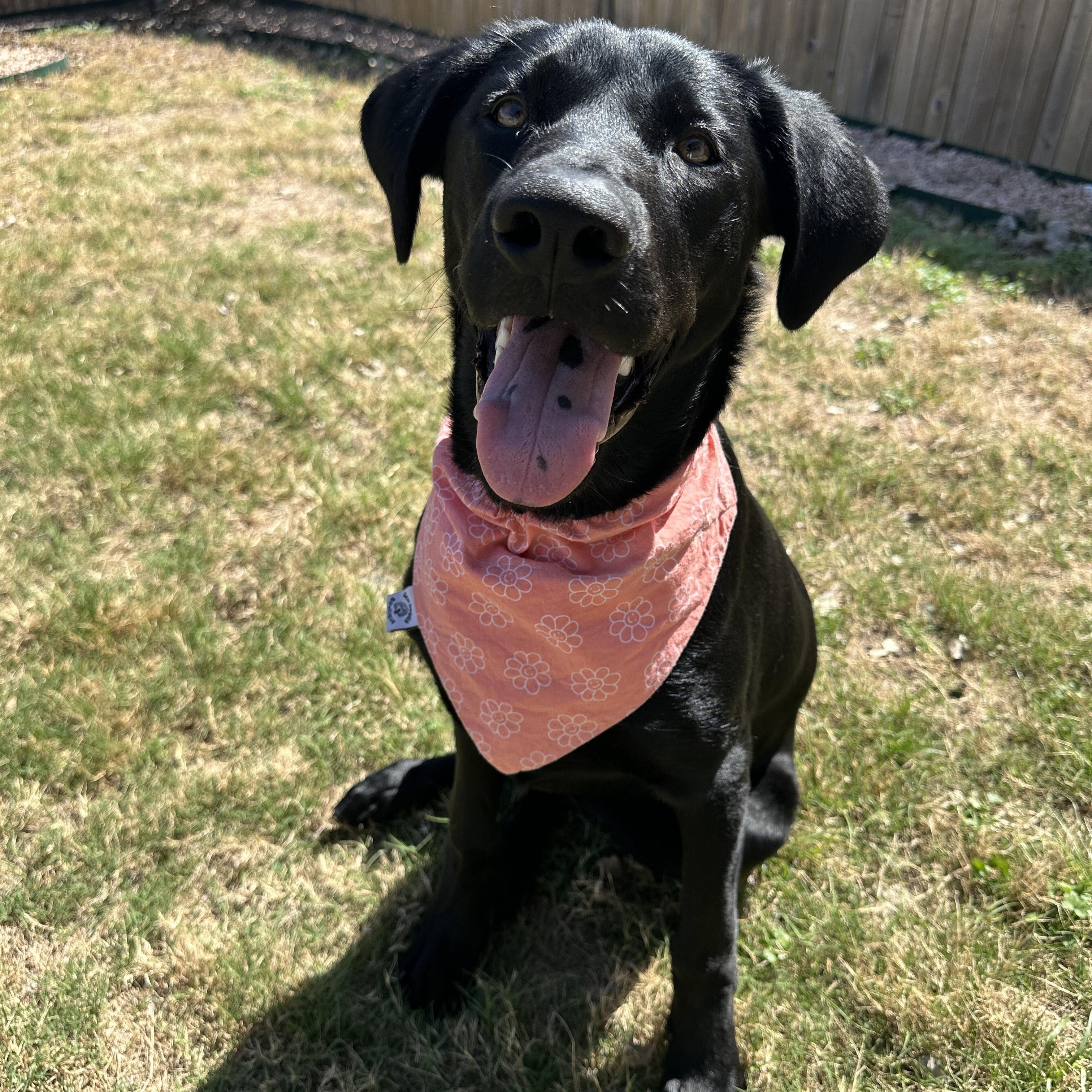 Nova, ADOPTABLE, Young Female Black Labrador Retriever.