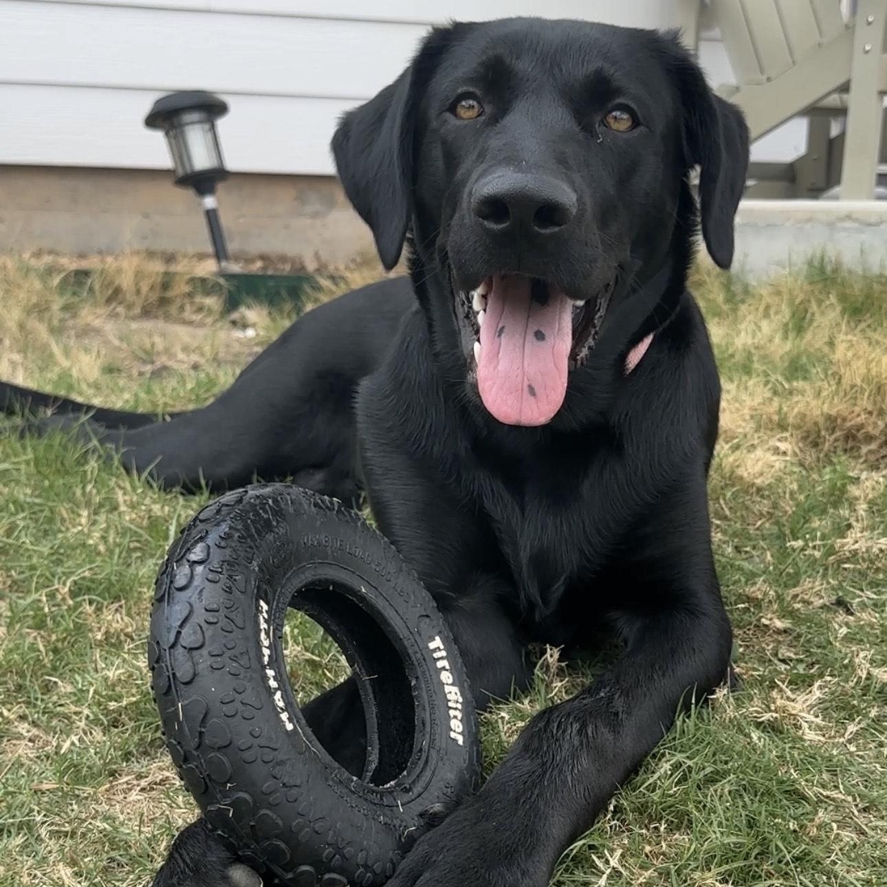 Enlarge Nova, a ADOPTABLE Black Labrador Retriever in Austin, TX image 4/4