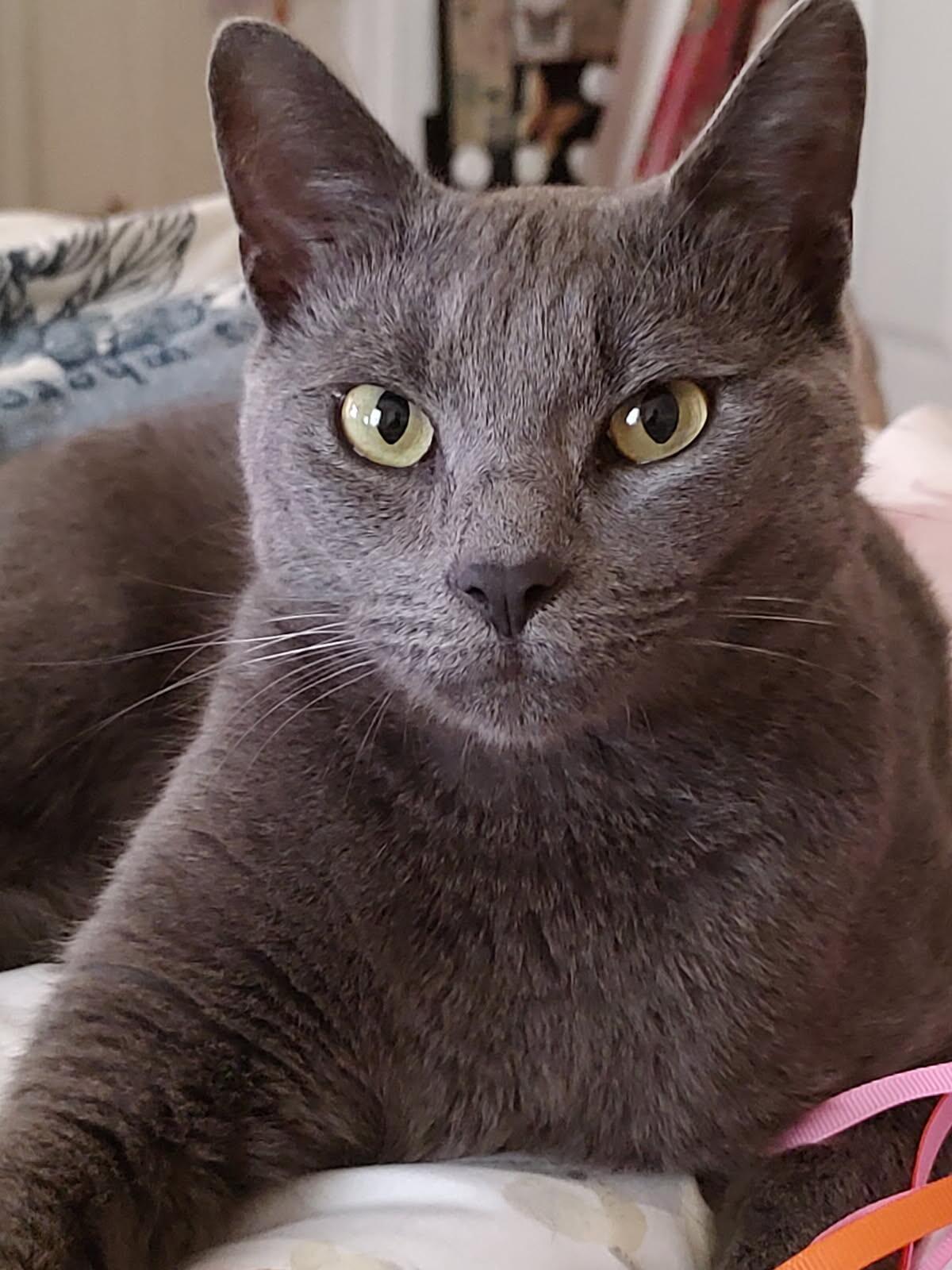 Zee, Adoptable, Young Male Domestic Short Hair.