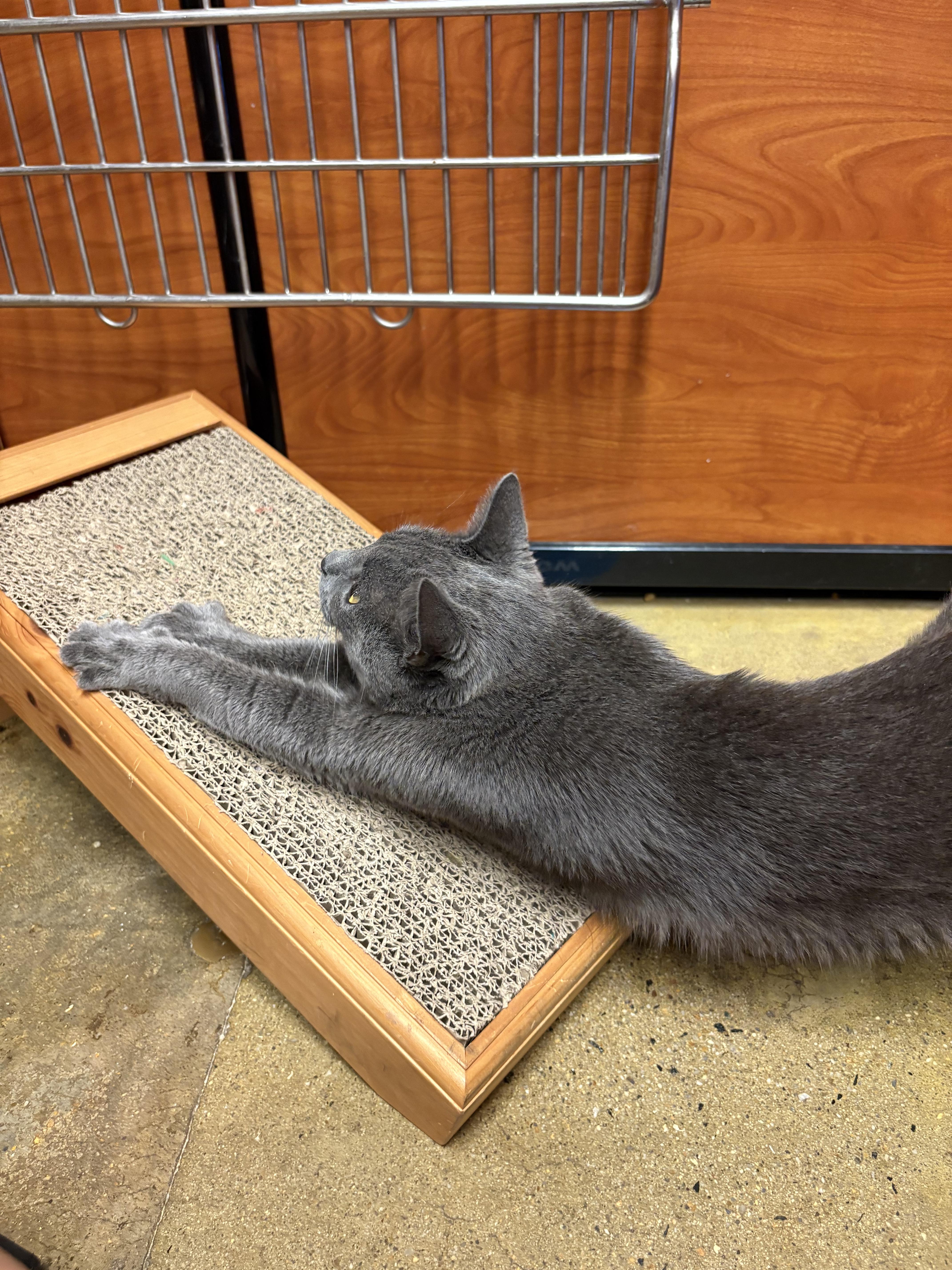 Zee, a Adoptable Domestic Short Hair in Fairfax, VA image 5/6