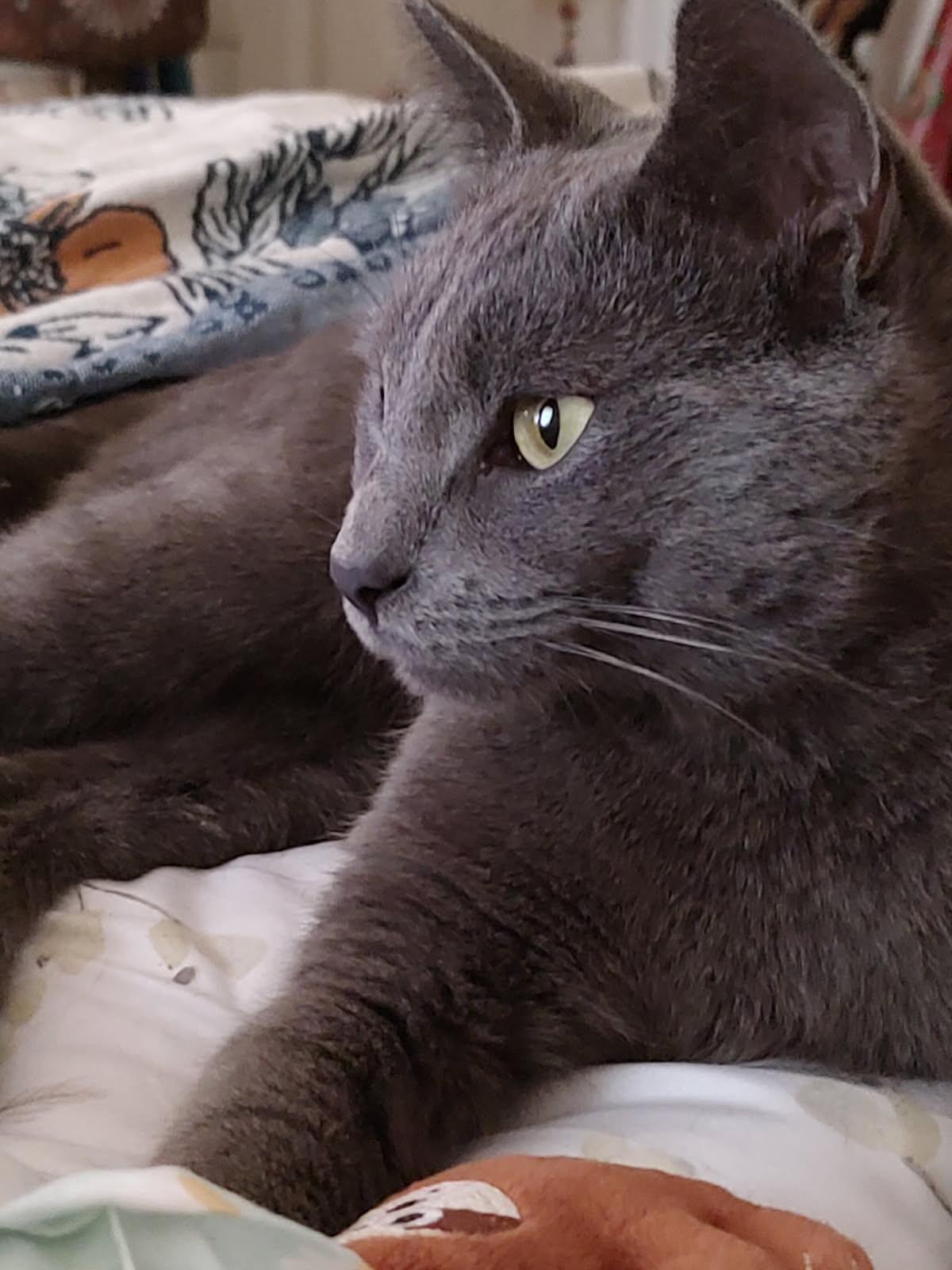 Zee, a Adoptable Domestic Short Hair in Fairfax, VA image 3/6