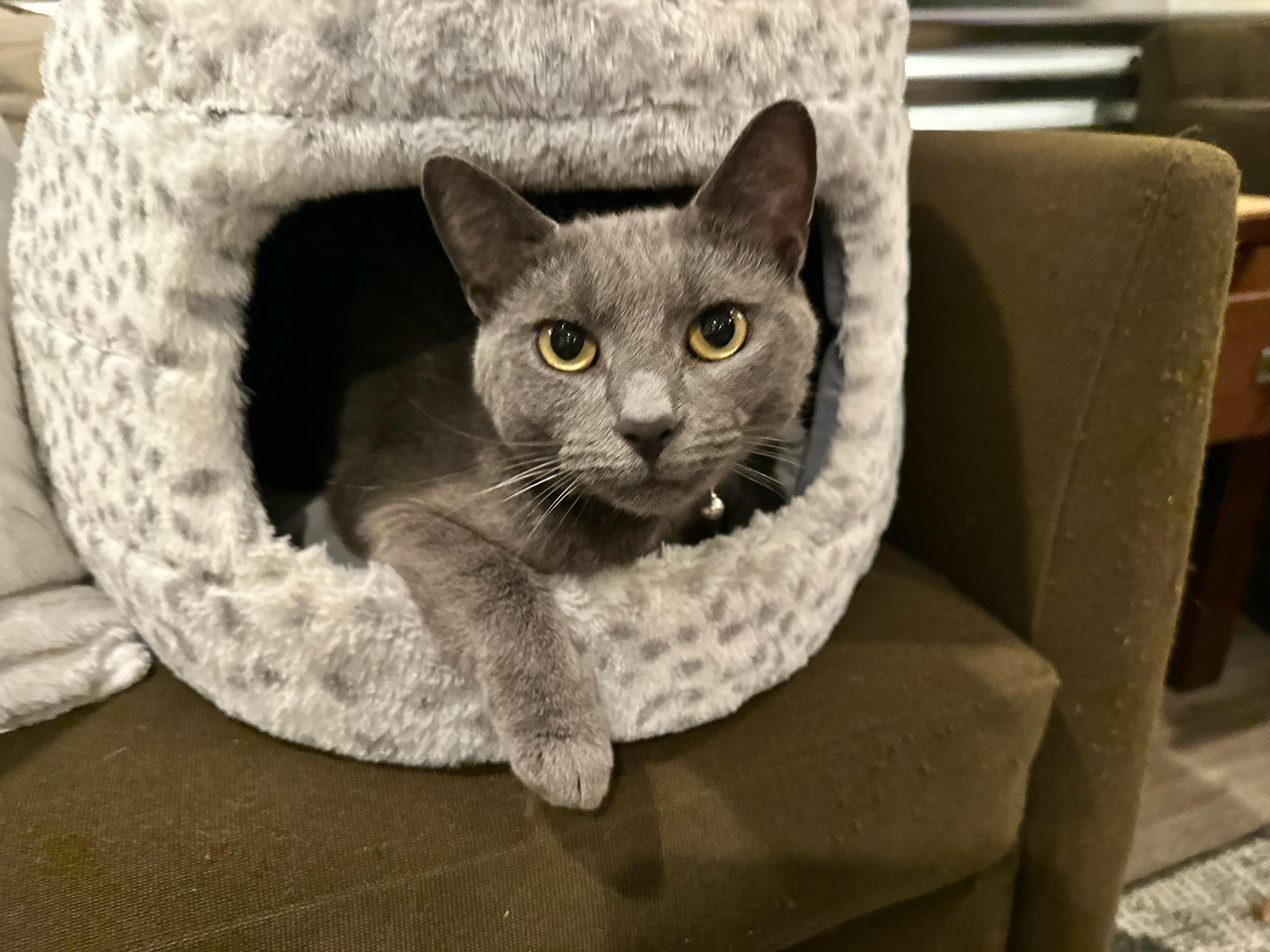 Zee, a Adoptable Domestic Short Hair in Fairfax, VA image 4/6