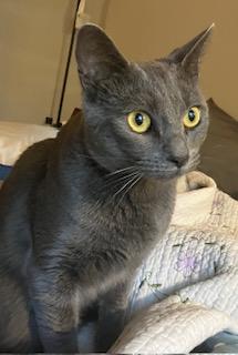 Zee, a Adoptable Domestic Short Hair in Fairfax, VA image 6/6