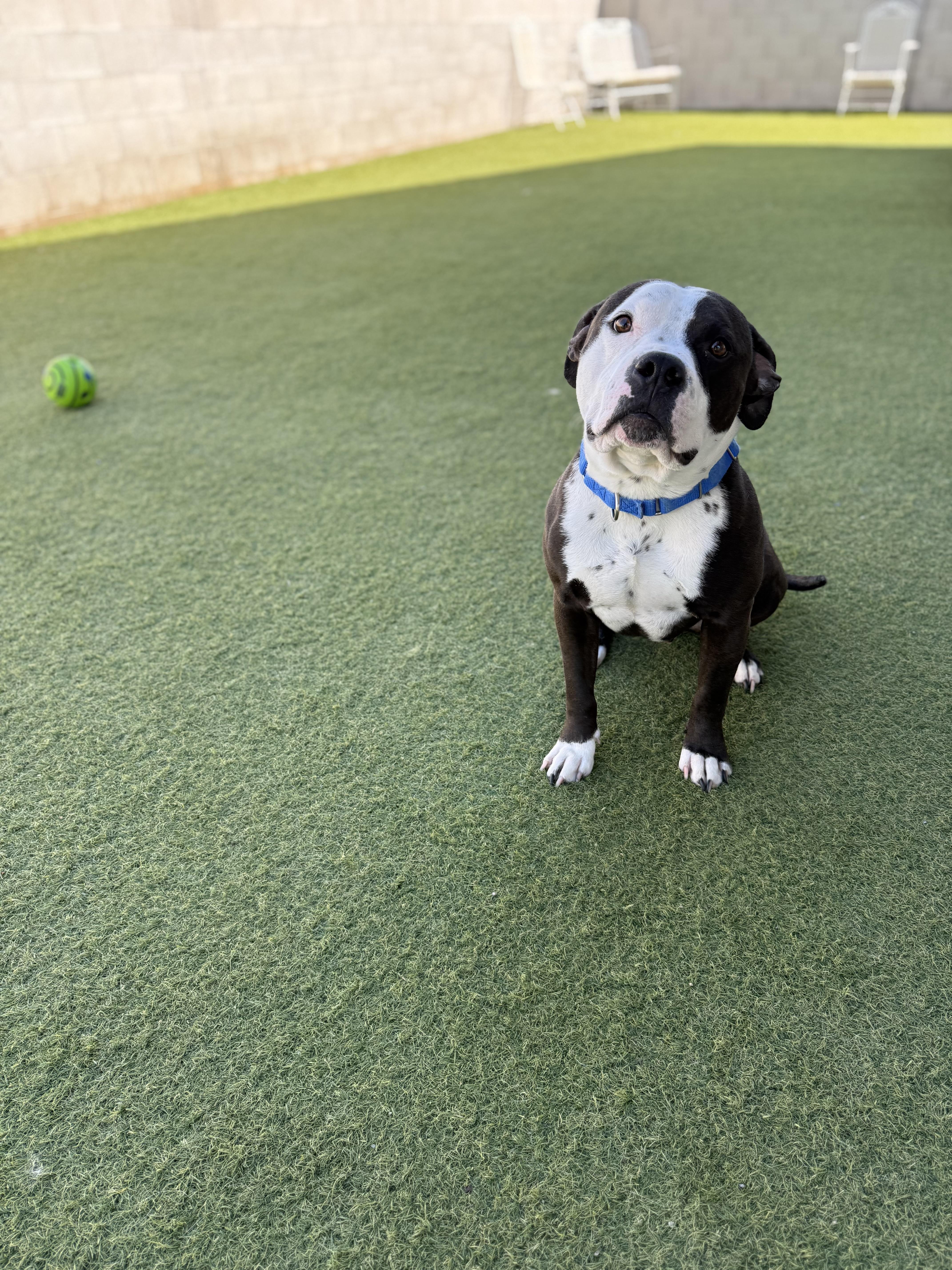 Enlarge Speedy, a ADOPTABLE Pit Bull Terrier in Phoenix, AZ image 5/6