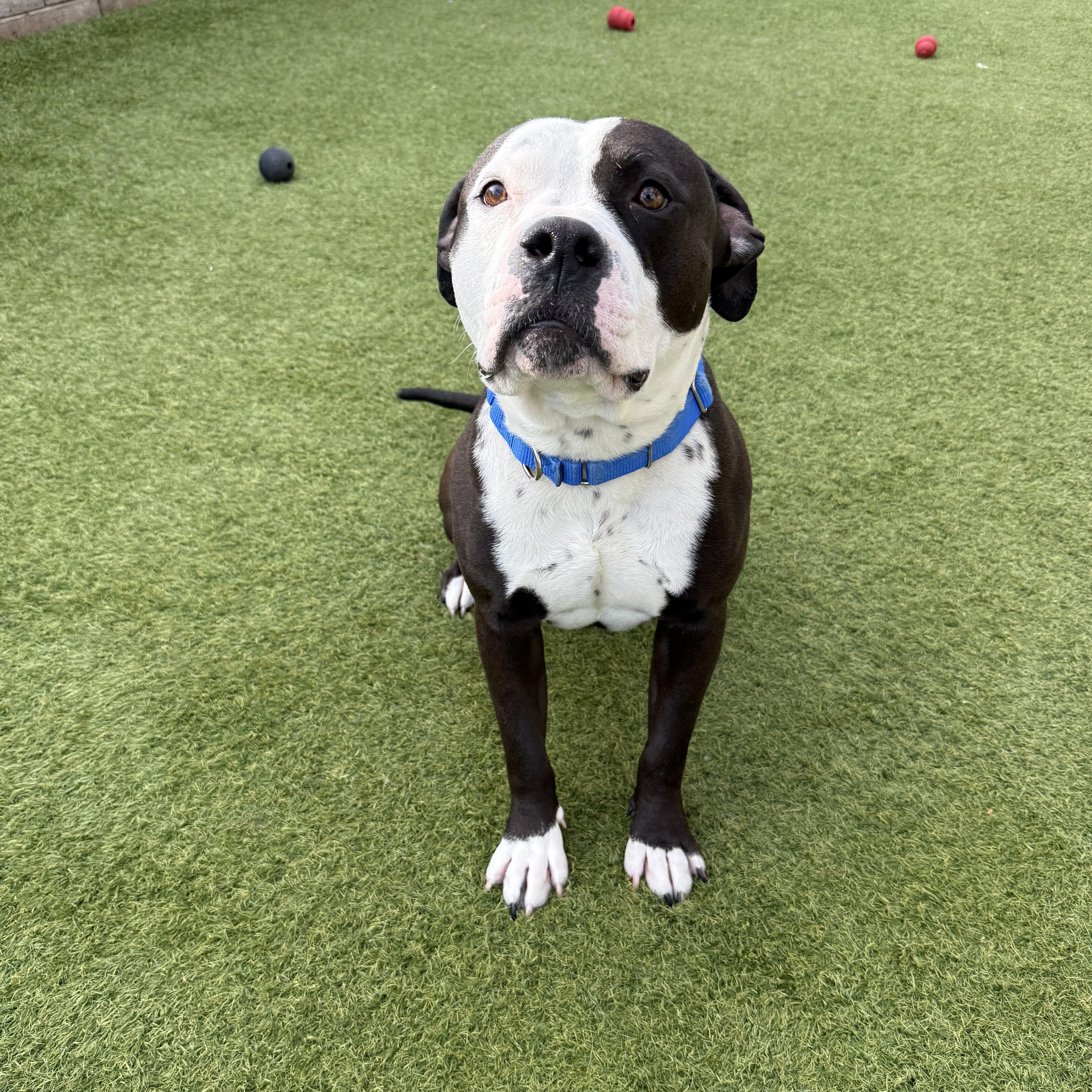 Speedy, ADOPTABLE, Adult Male Pit Bull Terrier.