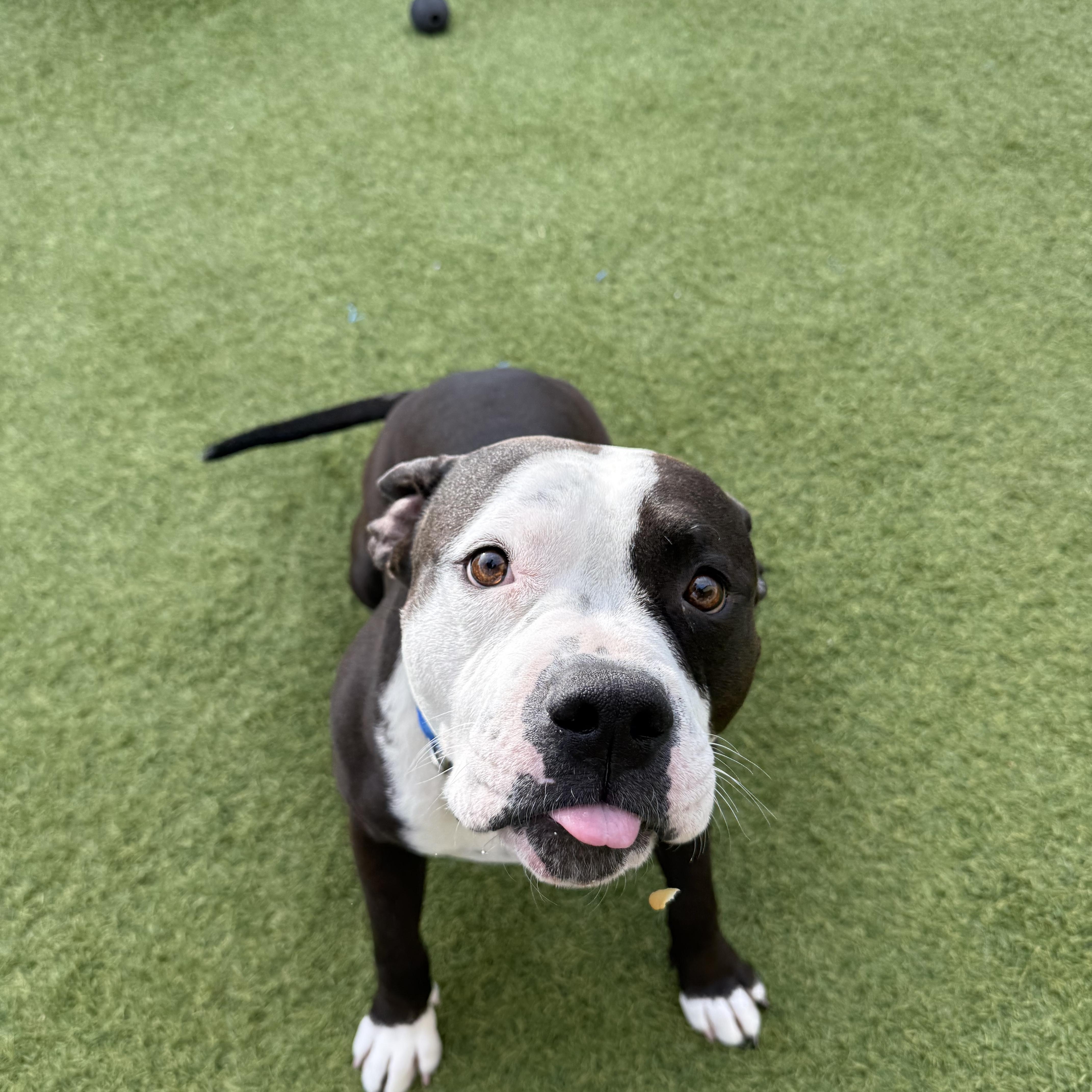 Enlarge Speedy, a ADOPTABLE Pit Bull Terrier in Phoenix, AZ image 3/3