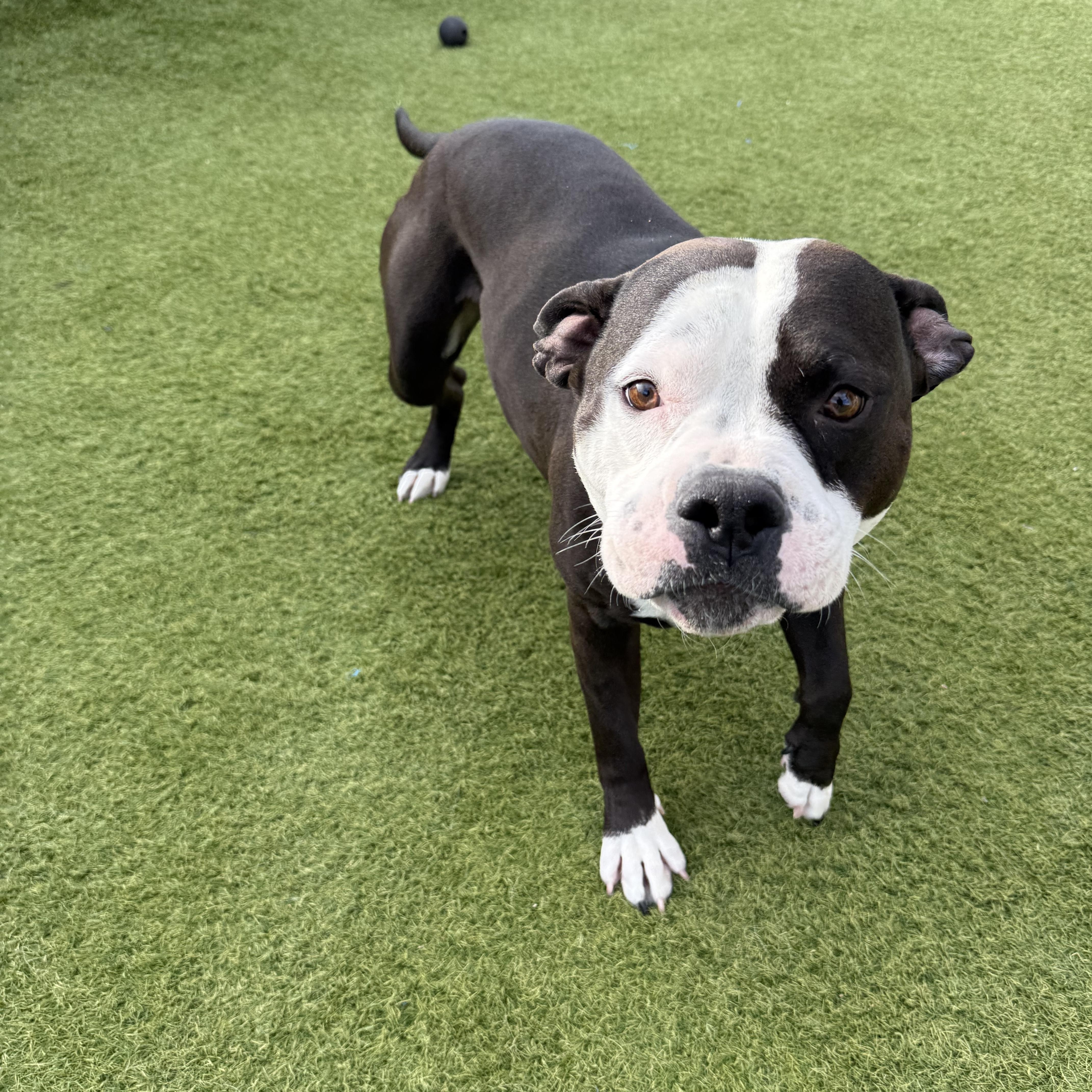 Enlarge Speedy, a ADOPTABLE Pit Bull Terrier in Phoenix, AZ image 2/3