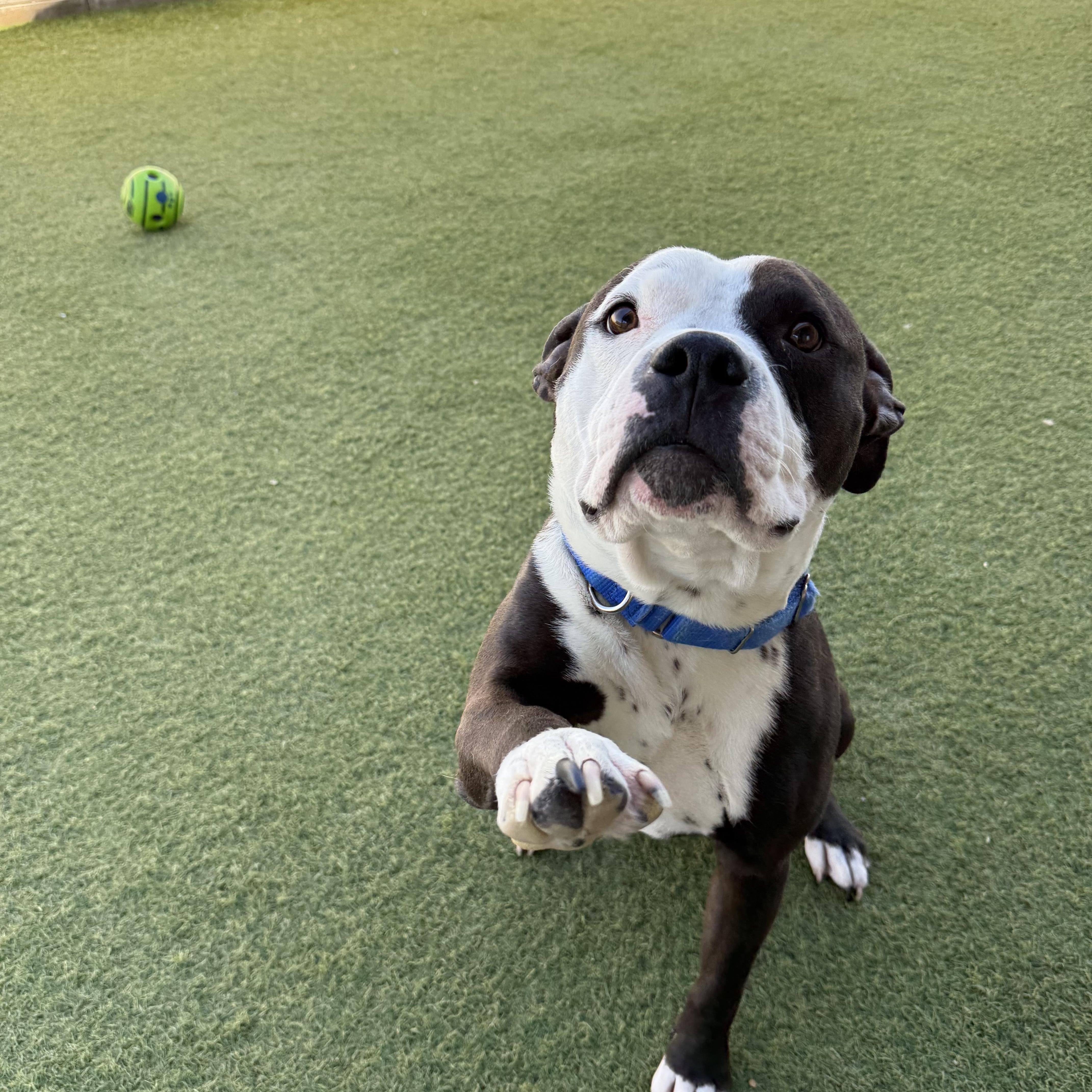 Enlarge Speedy, a ADOPTABLE Pit Bull Terrier in Phoenix, AZ image 4/6