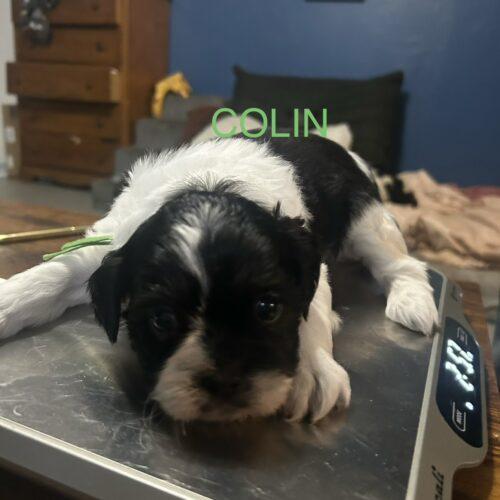 Enlarge Colin Bridgerton, a Adoptable mixed breed in Broken Arrow, OK image 1/2