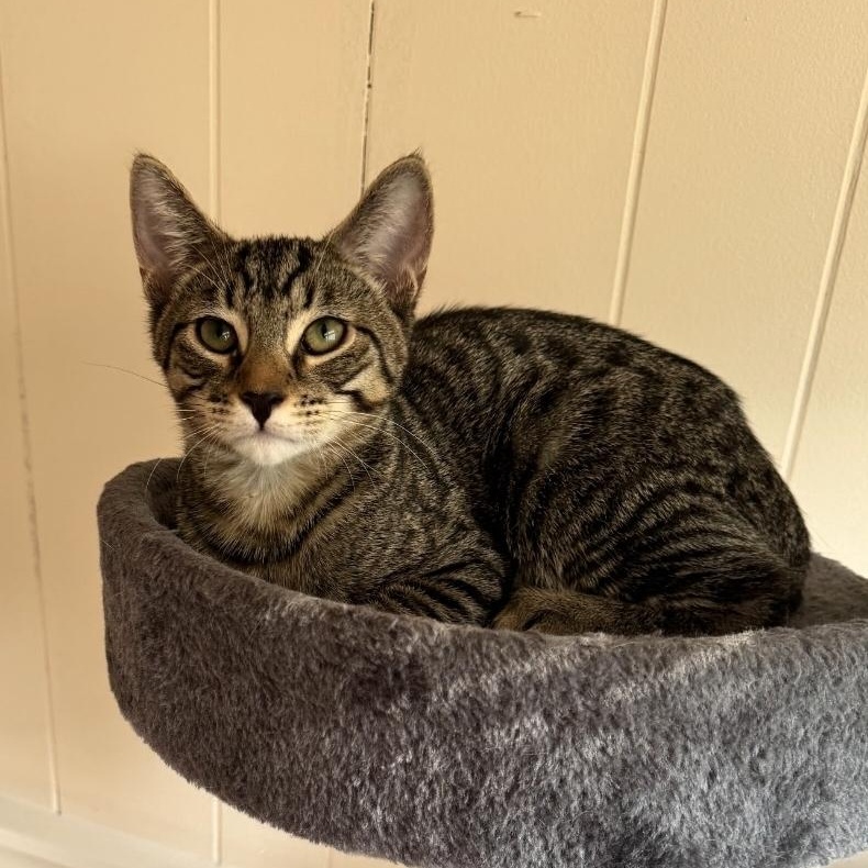 Ender, a Adoptable mixed breed in Moriches, NY image 3/3