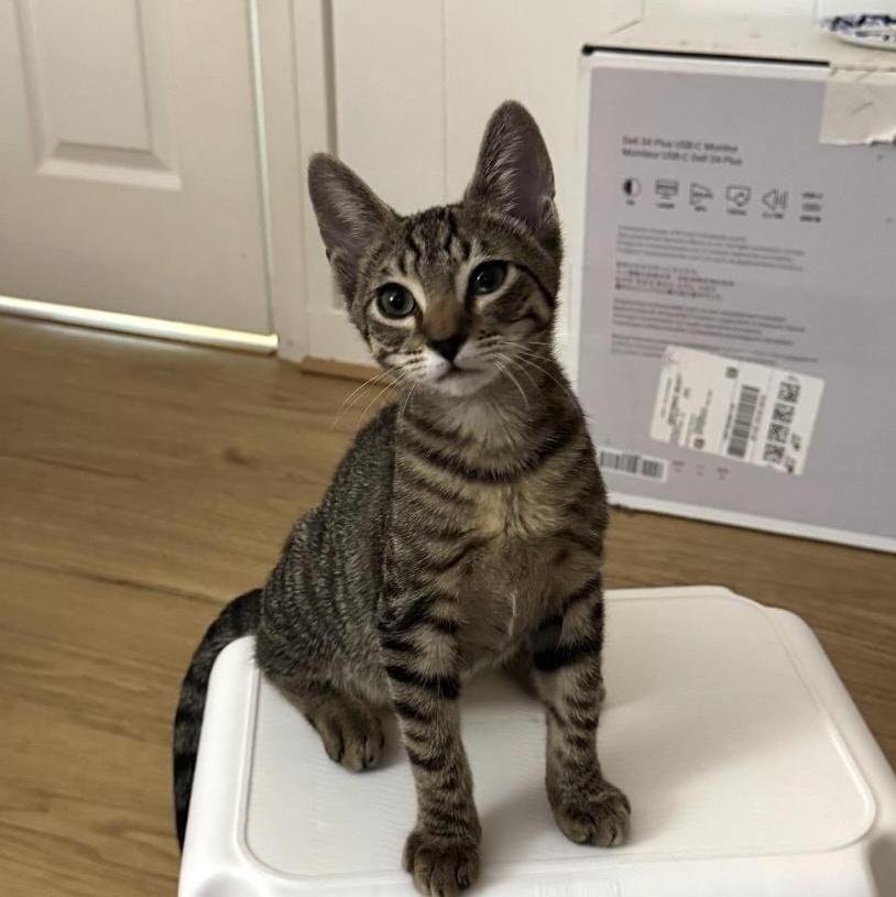 Ender, Adoptable, Kitten Male Domestic Short Hair & Tabby.