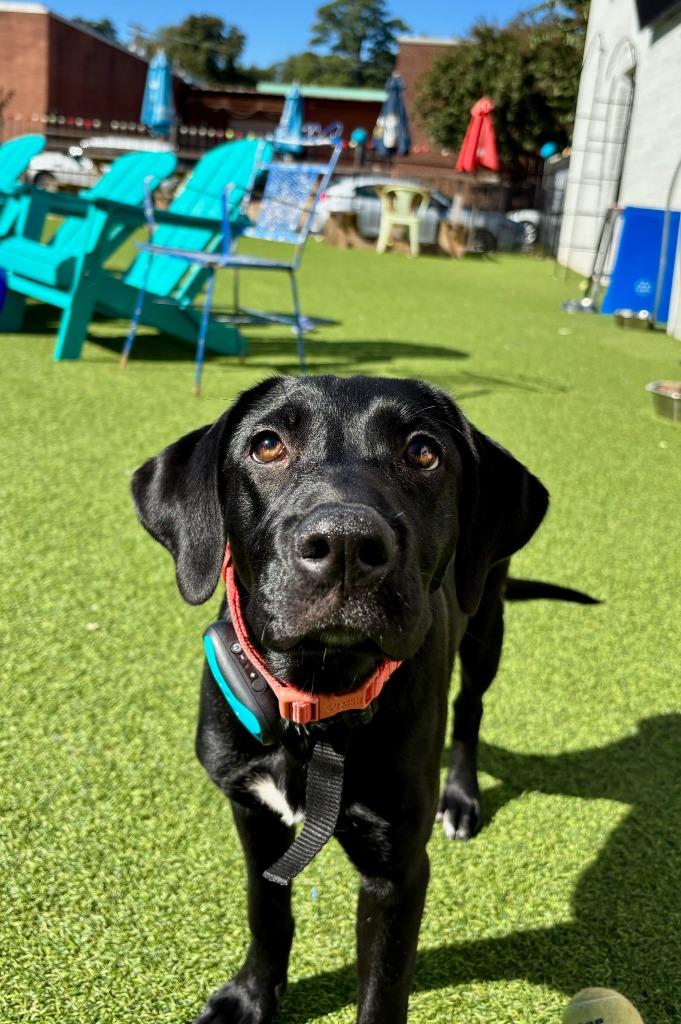 Rain, Adoptable, Young Female Labrador Retriever.
