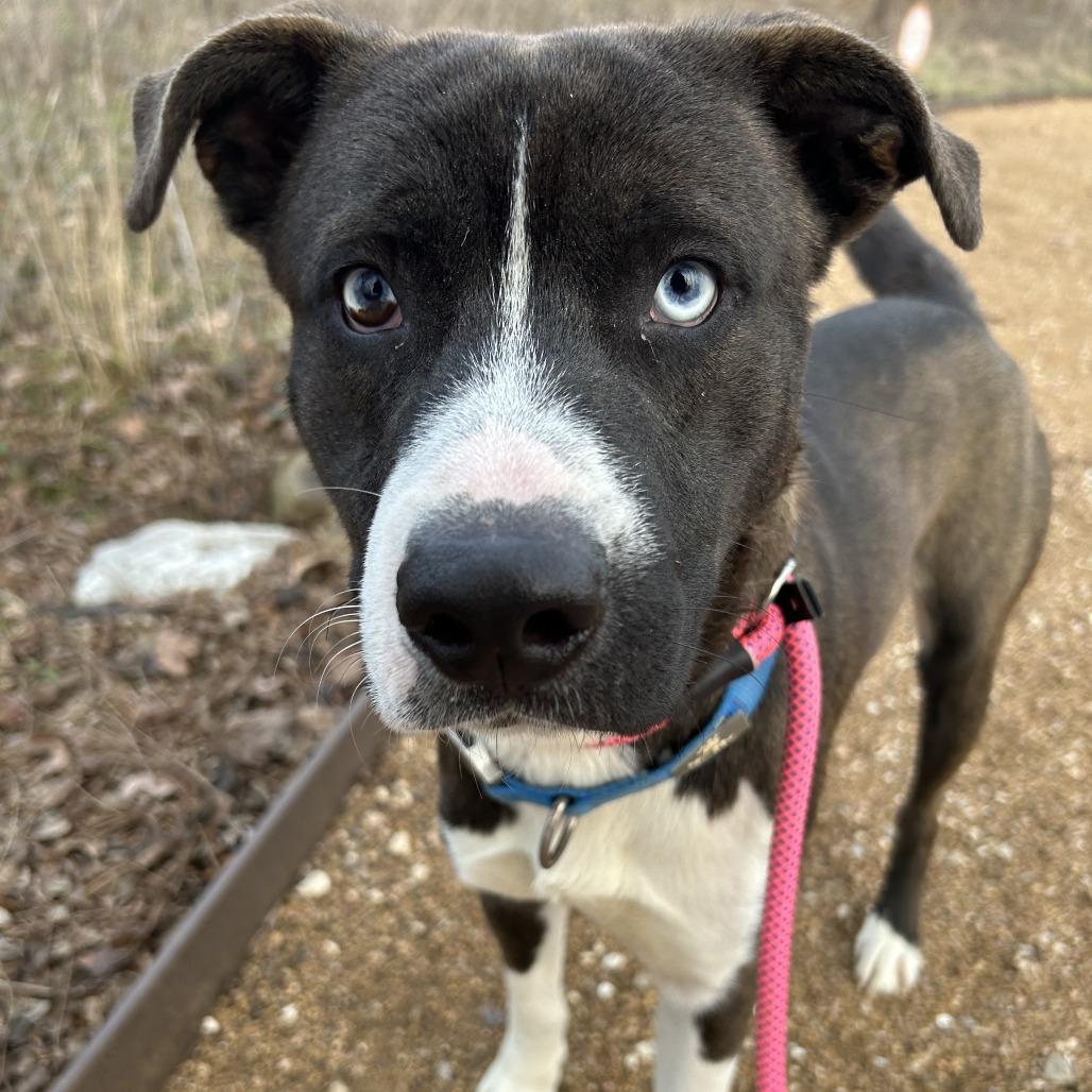 Koda, Adoptable, Adult Male Mixed Breed.