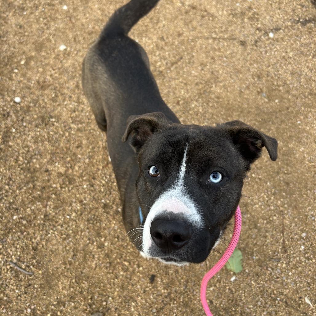 Koda, a Adoptable Mixed Breed in Bentonville, AR image 2/3