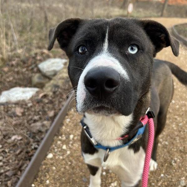 Koda, a Adoptable Mixed Breed in Bentonville, AR image 3/3