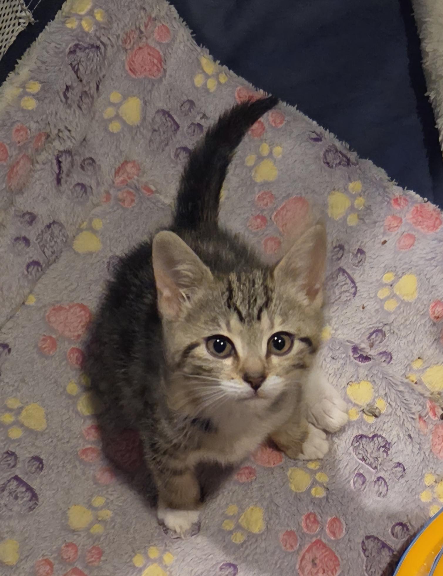 Arizona, ADOPTABLE, Kitten Female Domestic Short Hair.
