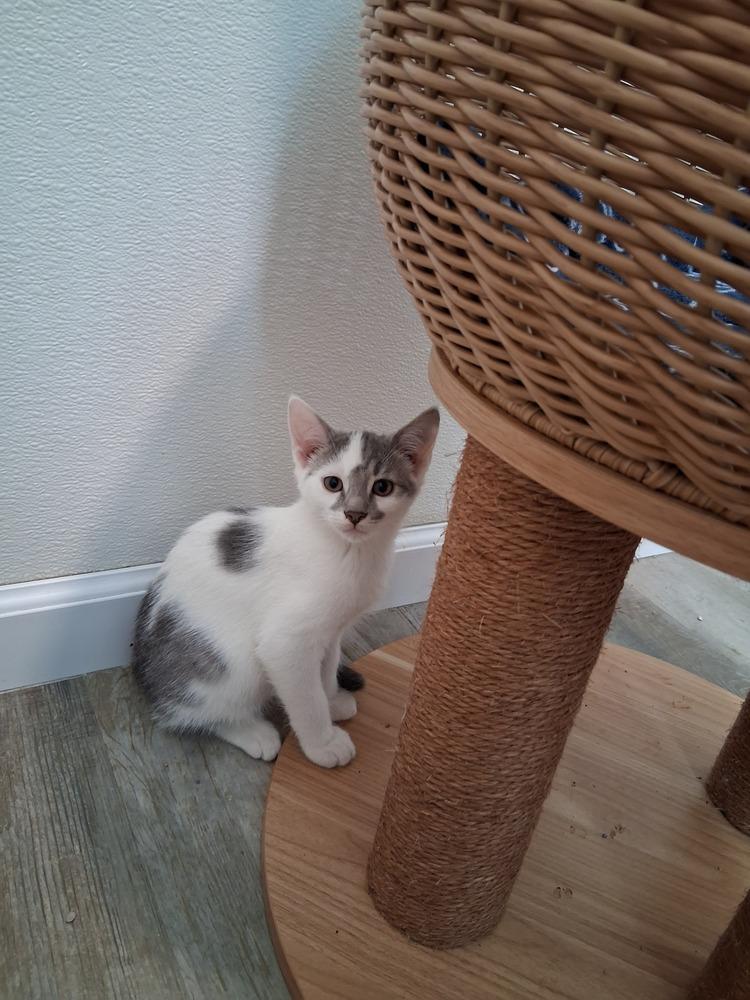 Woodstock, Adoptable, Kitten Male Domestic Short Hair.