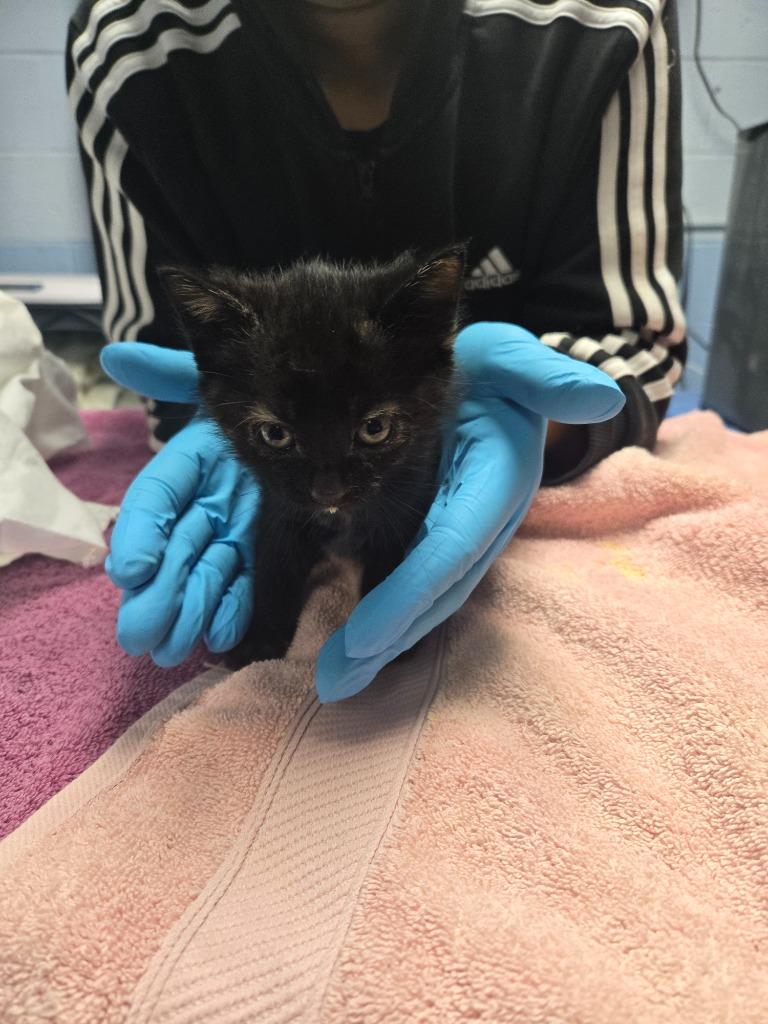 Strawberry Shortcake, Adoptable, Kitten Female Domestic Short Hair.