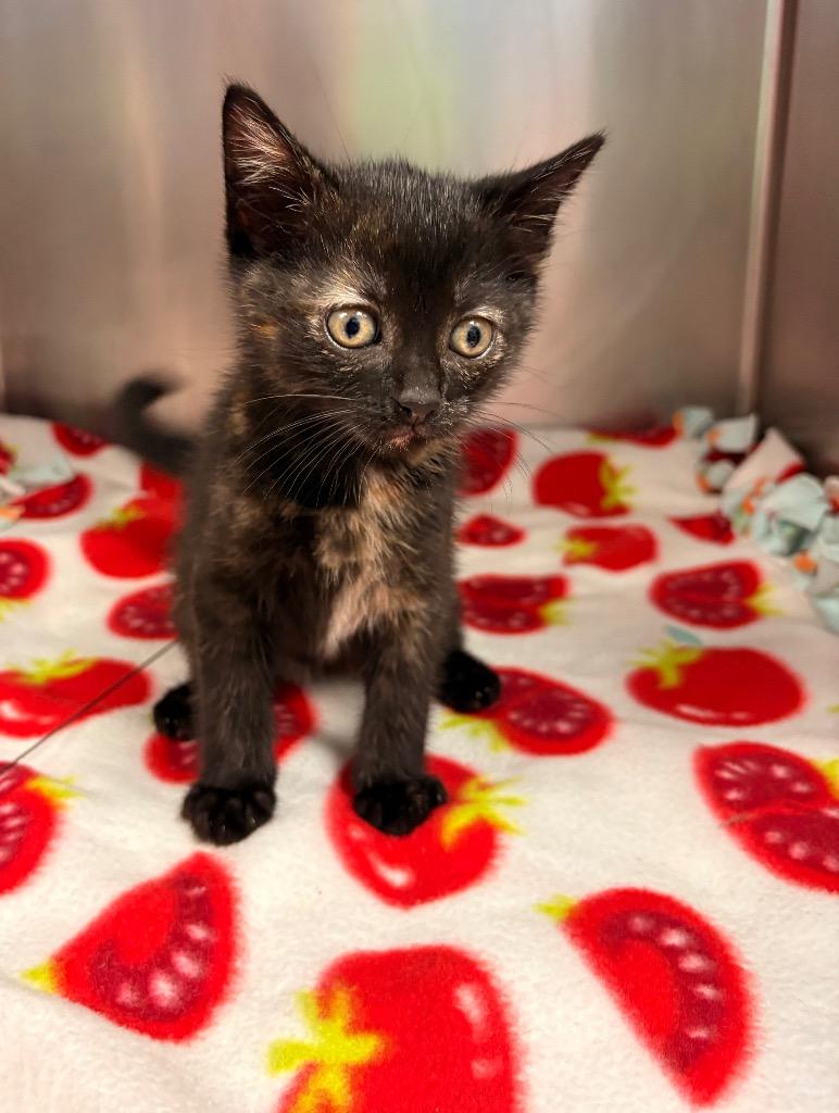 Enlarge Strawberry Shortcake, a Adoptable mixed breed in Detroit, MI image 2/2