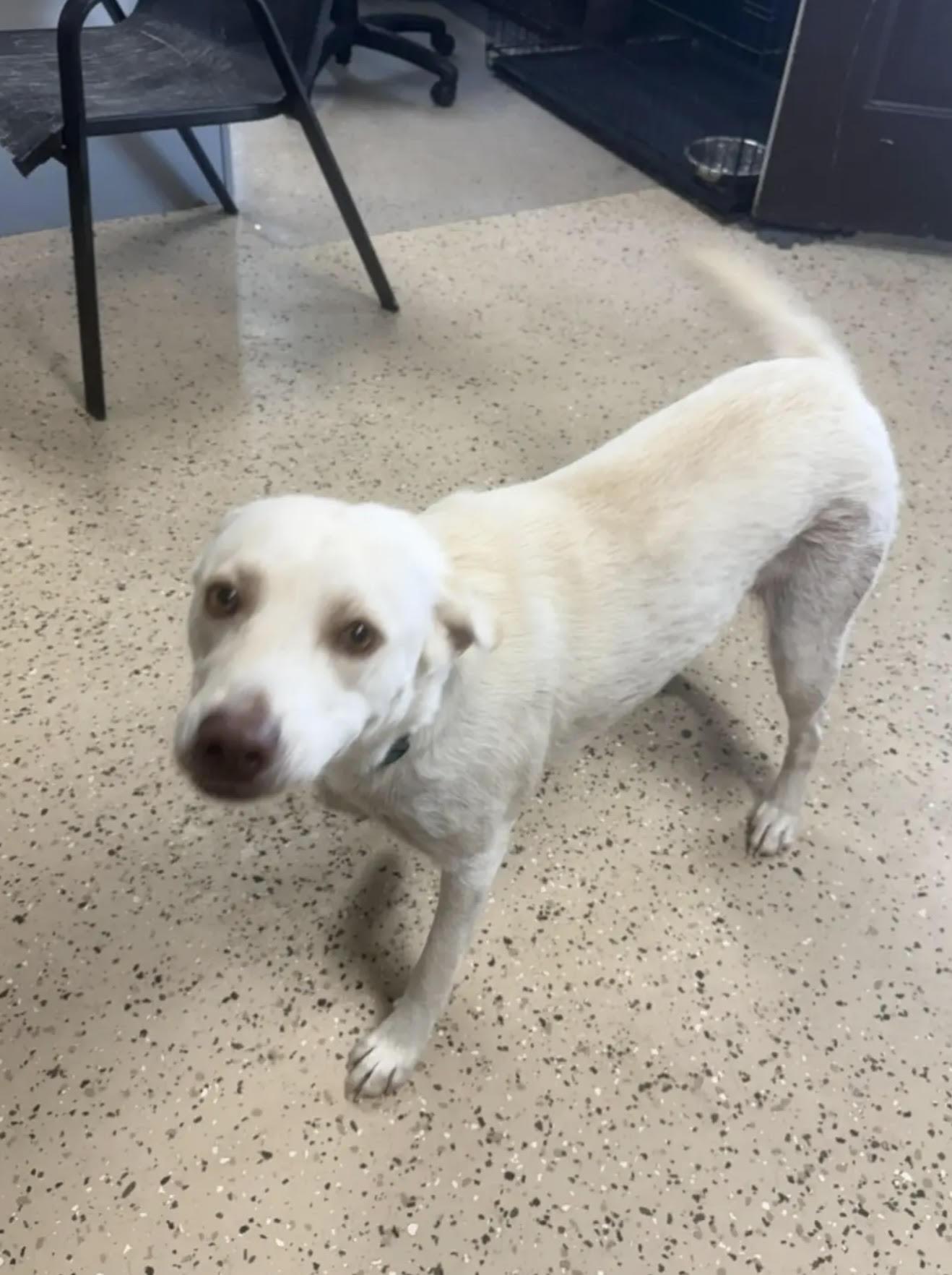 Ellie, Adoptable, Young Female Labrador Retriever.