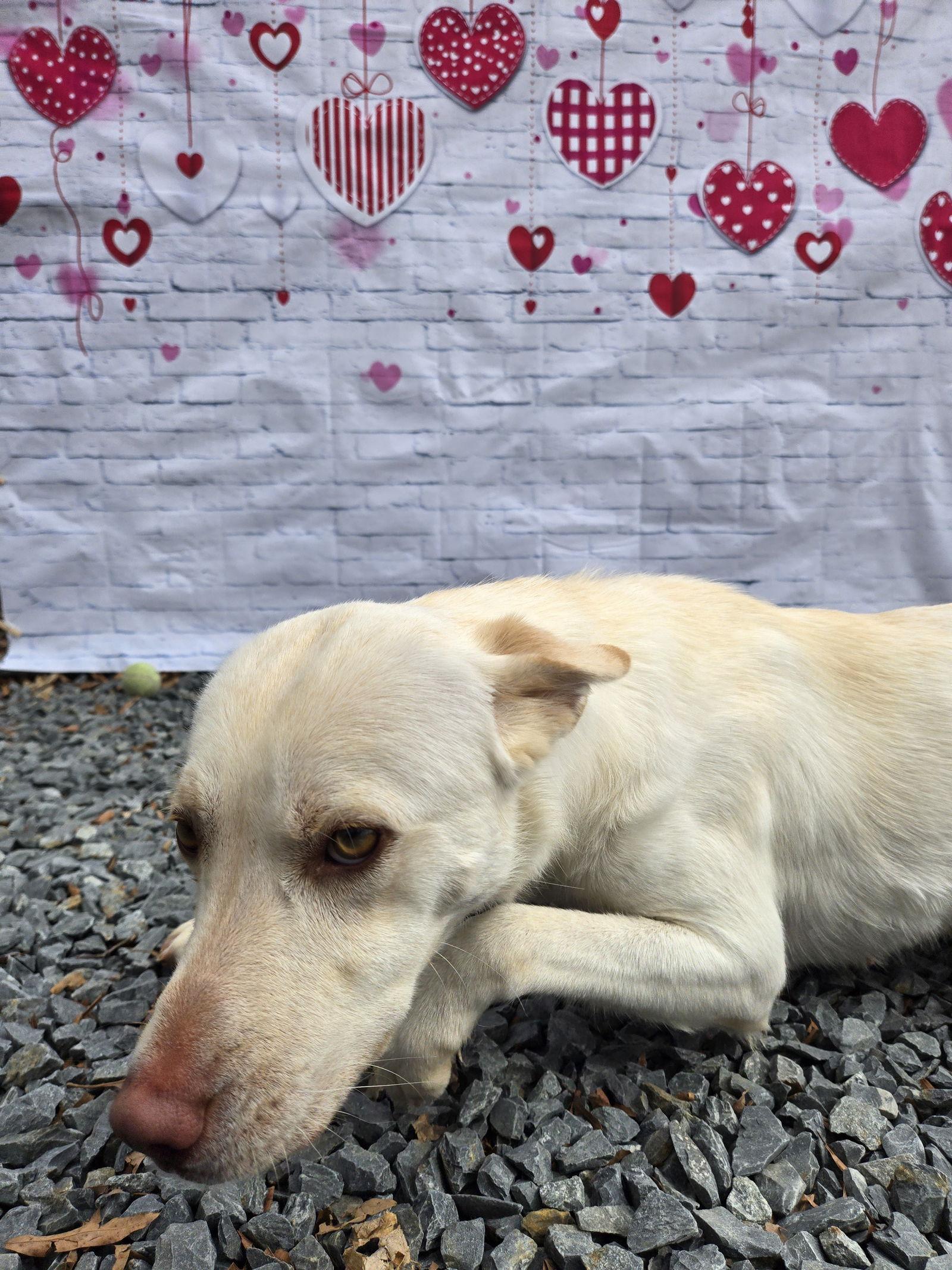 Enlarge Ellie, a Adoptable Labrador Retriever in Albemarle, NC image 2/3