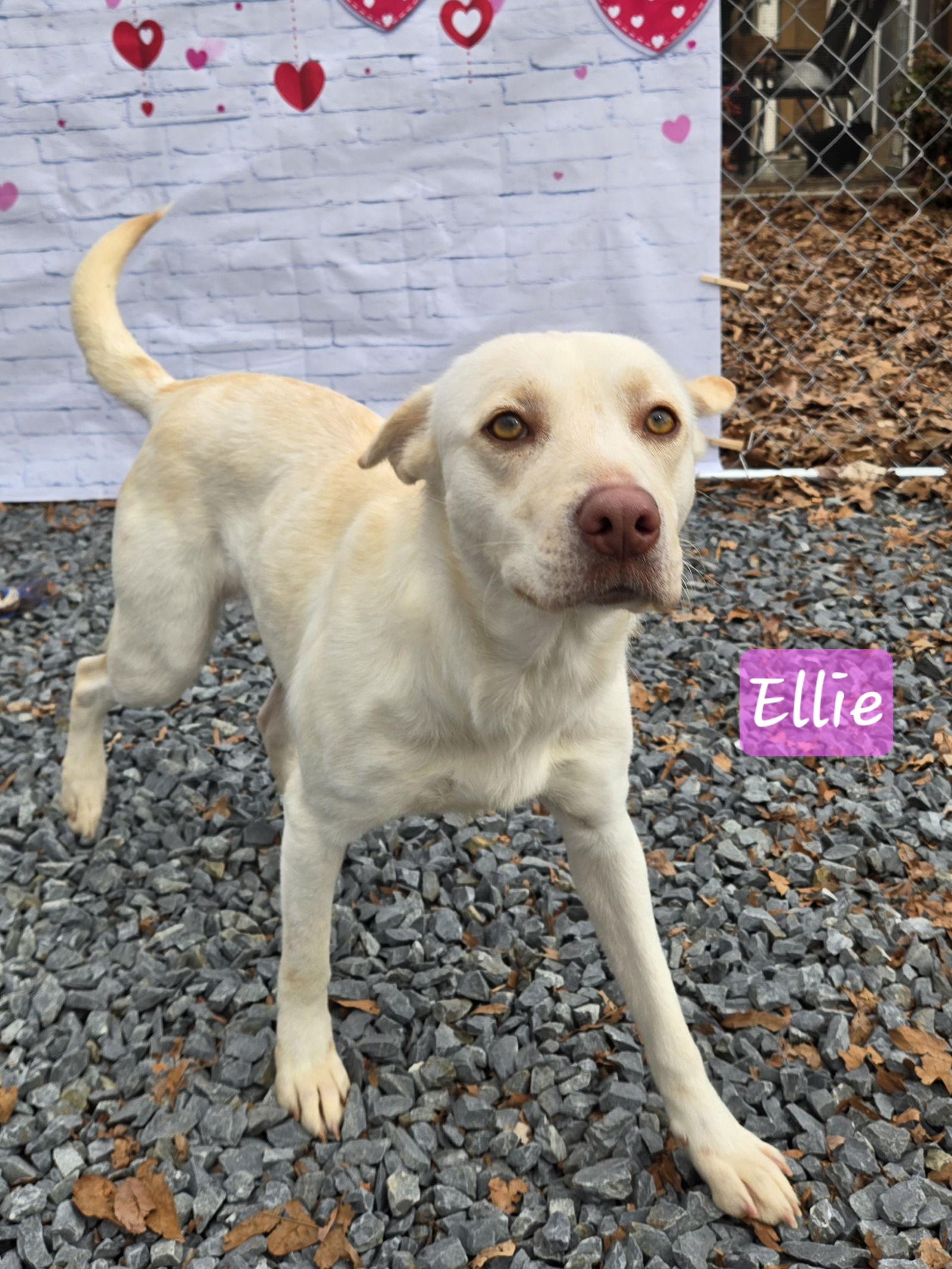 Enlarge Ellie, a Adoptable Labrador Retriever in Albemarle, NC image 3/3