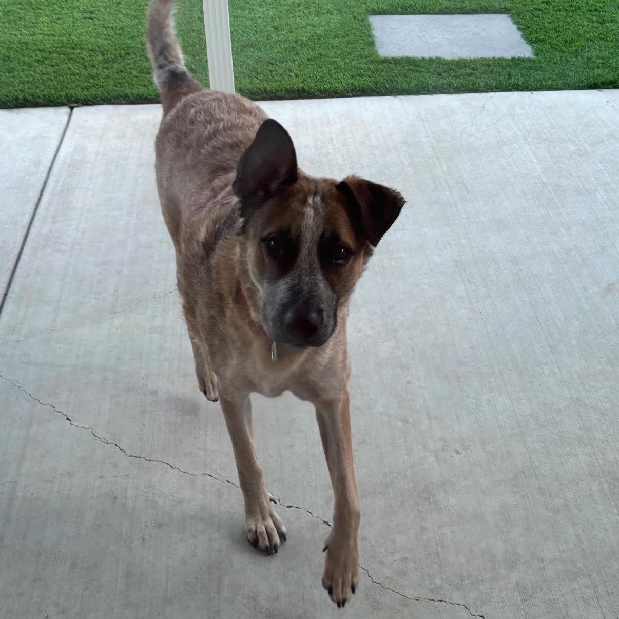 Koda, a Adoptable mixed breed in Tarzana, CA image 5/5