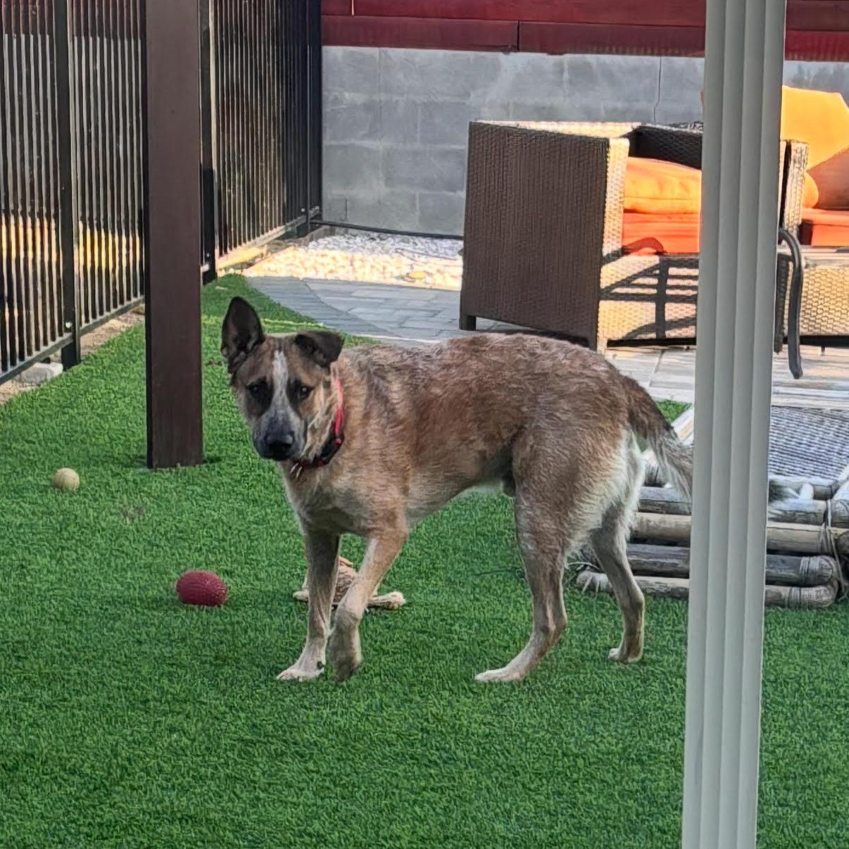 Koda, a Adoptable mixed breed in Tarzana, CA image 4/5