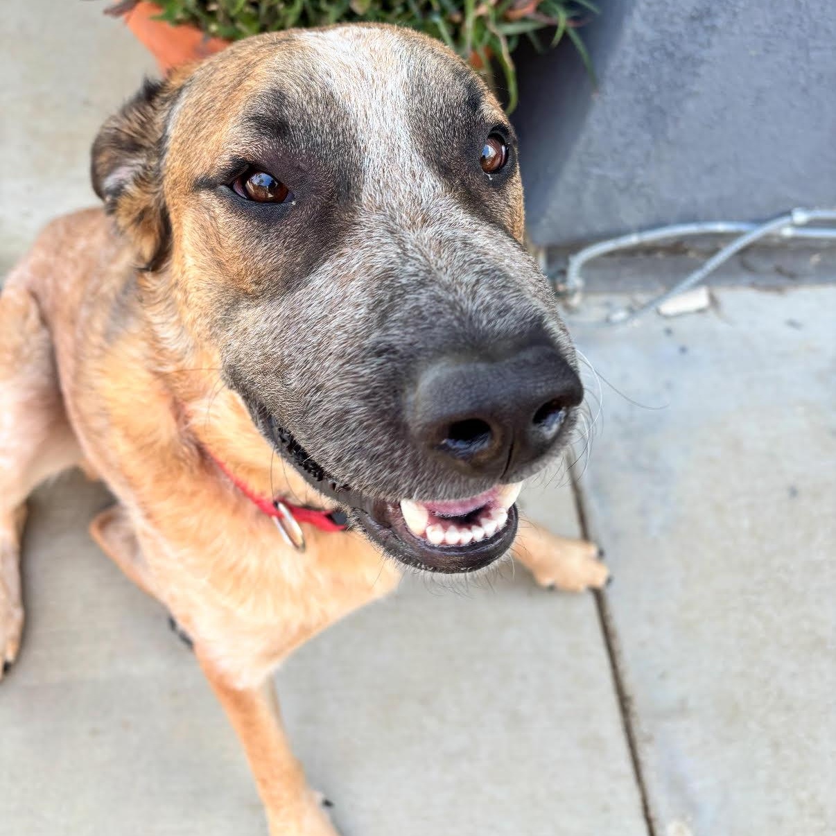 Koda, a Adoptable mixed breed in Tarzana, CA image 2/5