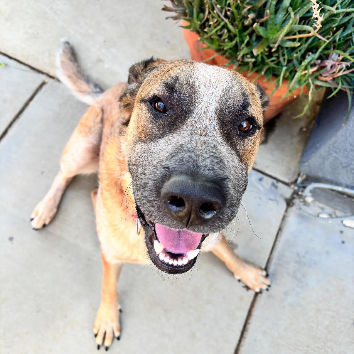 Koda, a Adoptable mixed breed in Tarzana, CA image 1/5