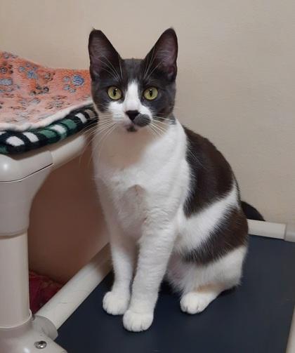 Dutch, Adoptable, Young Female Domestic Short Hair & Domestic Short Hair.