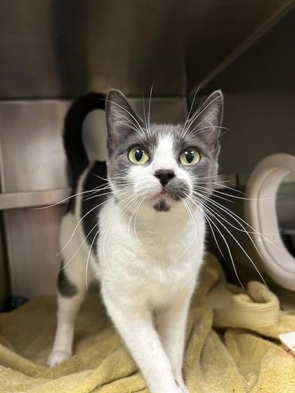 Enlarge Dutch, a Adoptable mixed breed in Everett, WA image 2/3