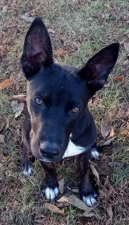 Onyx, a Adoptable Australian Shepherd in Fort Wayne, IN image 1/3