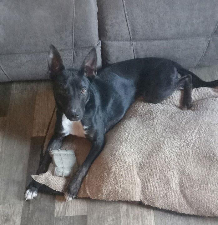 Enlarge Onyx, a Adoptable Australian Shepherd in Fort Wayne, IN image 2/3