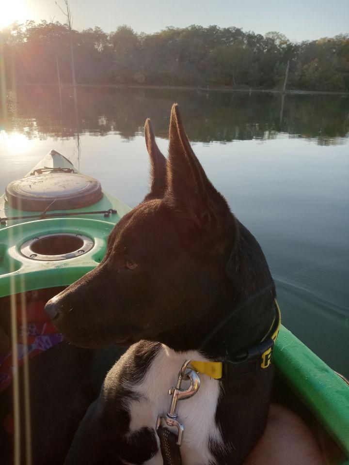 Onyx, a Adoptable Australian Shepherd in Fort Wayne, IN image 3/3
