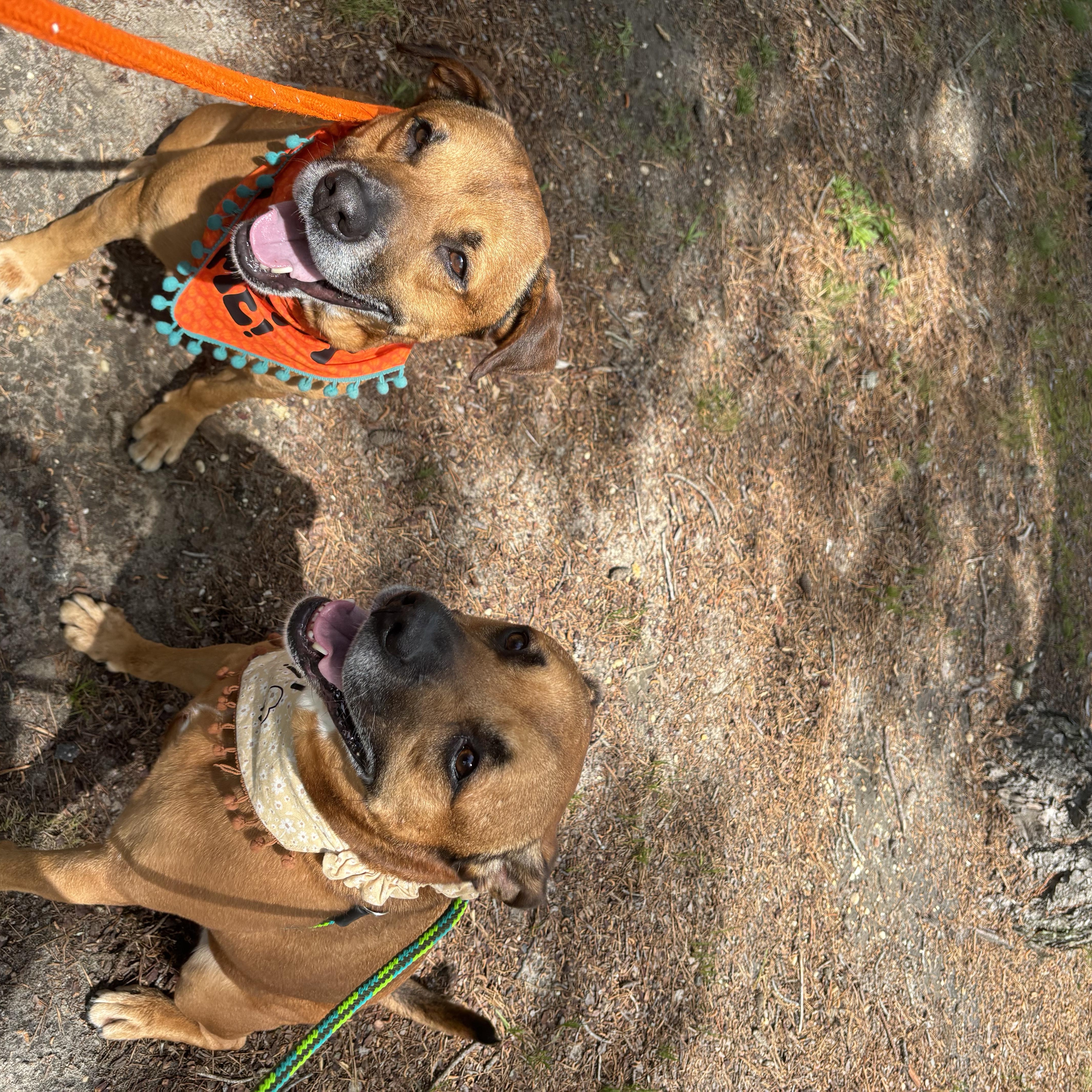 Deuce and Simba, Senior Male Mixed Breed