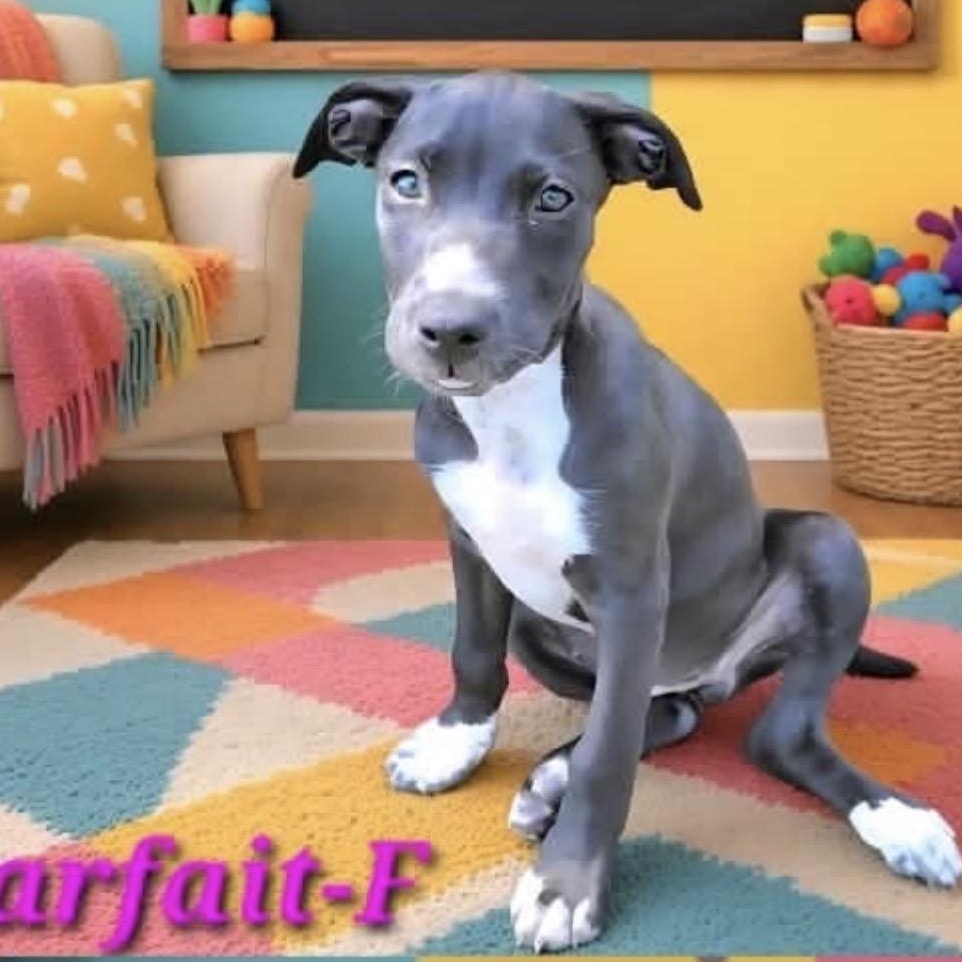 Parfait photo