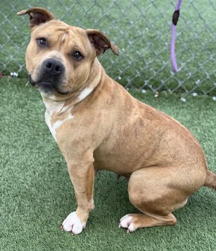 HOLLISTER, Adoptable, Young Female Mixed Breed.