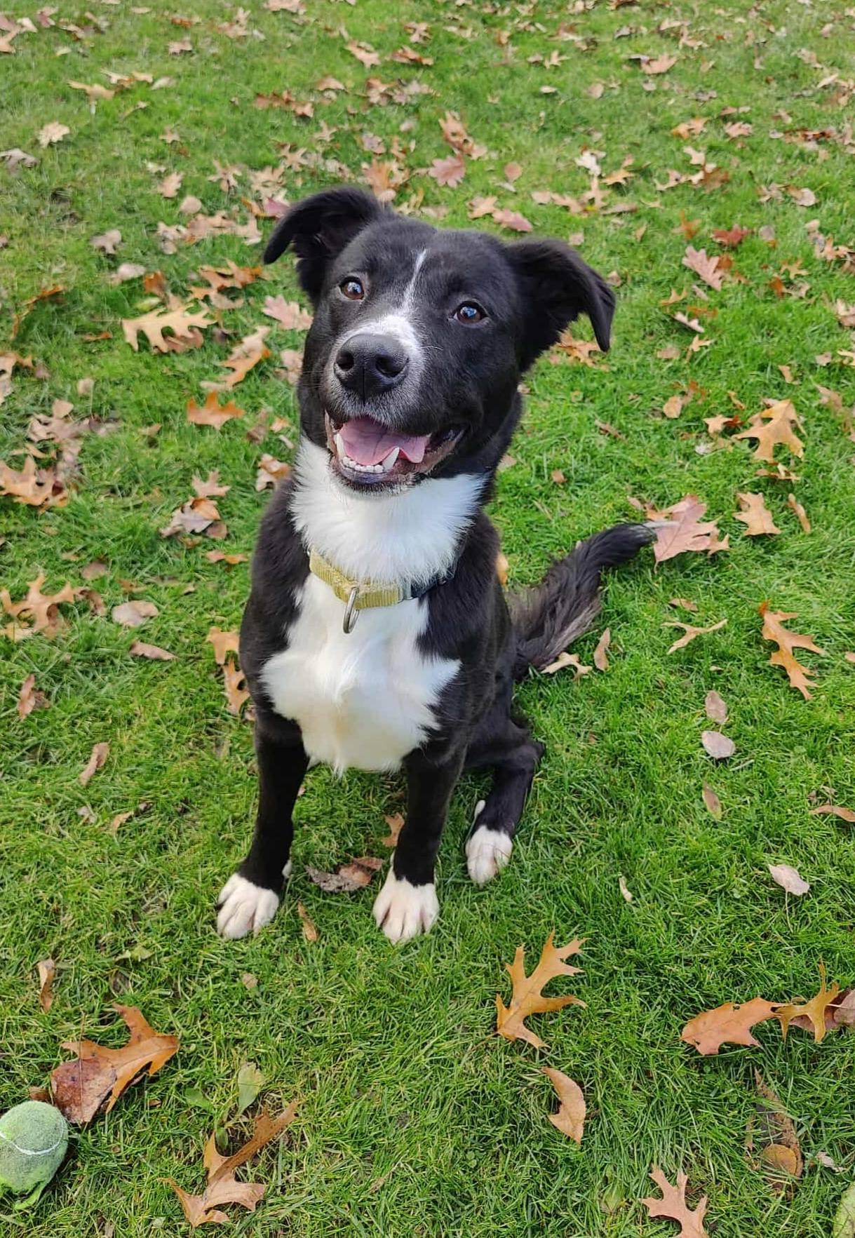 Enlarge Charlotte, a ADOPTABLE mixed breed in New Castle, PA image 3/4