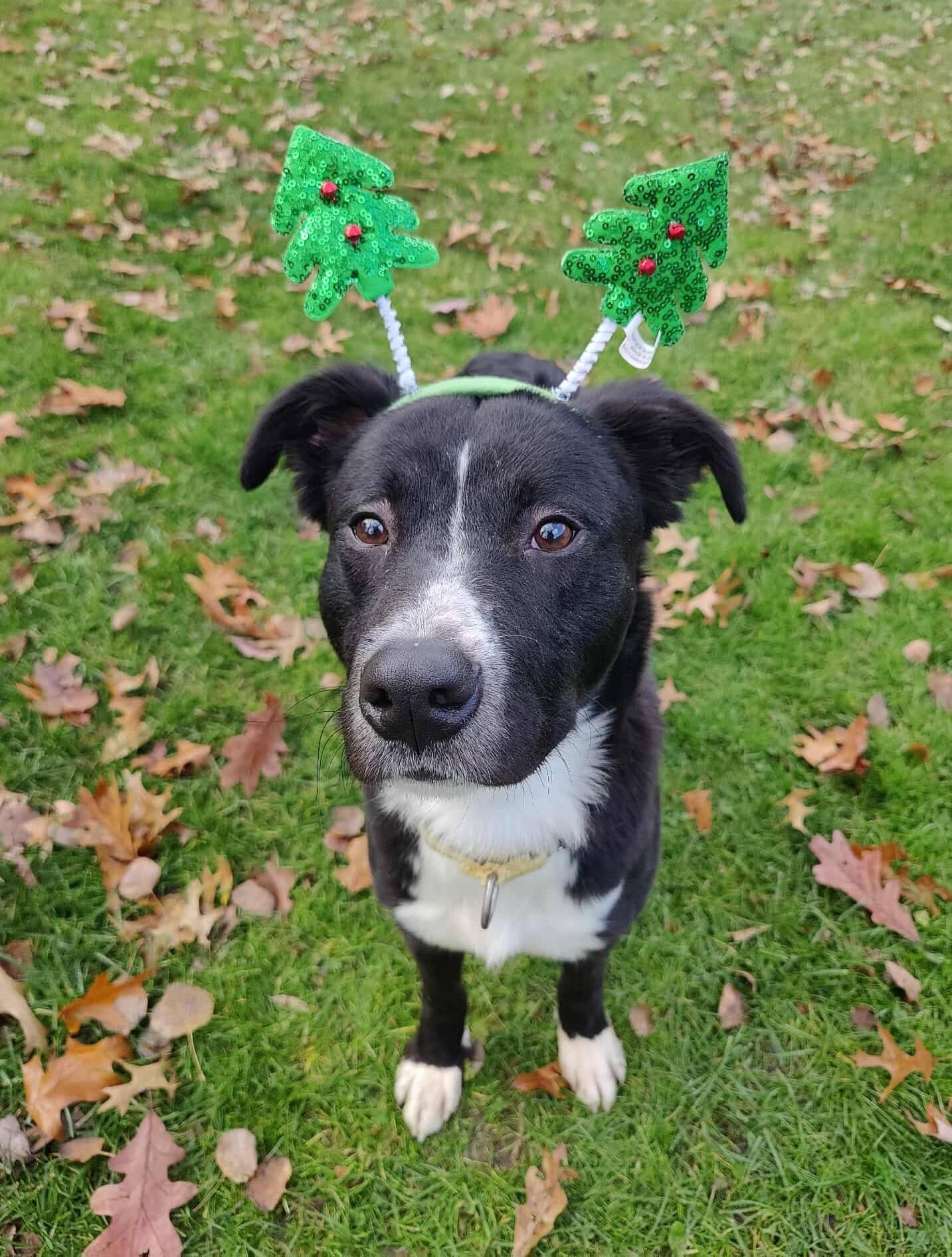 Enlarge Charlotte, a ADOPTABLE mixed breed in New Castle, PA image 4/4