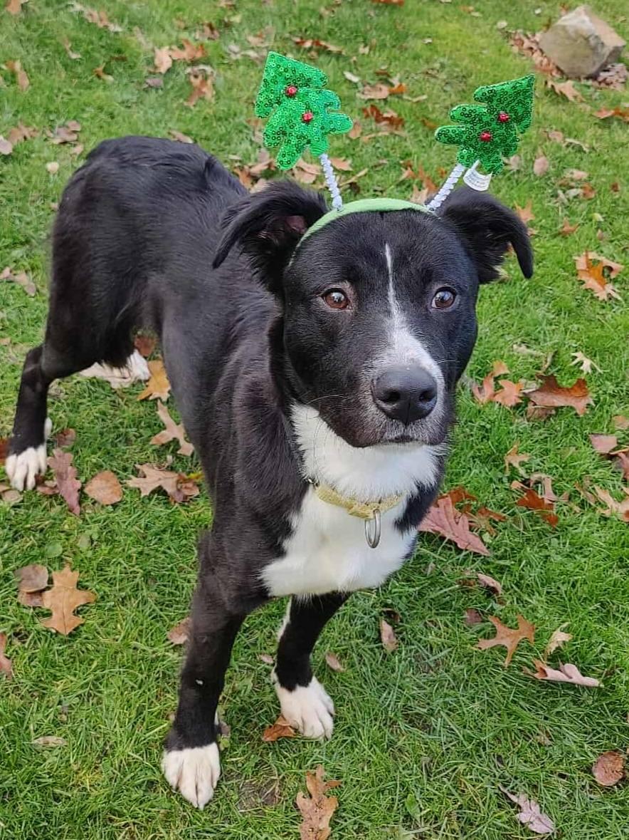 Enlarge Charlotte, a ADOPTABLE mixed breed in New Castle, PA image 1/4
