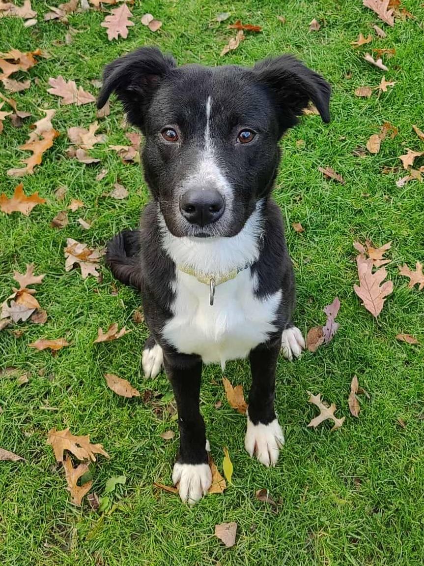 Enlarge Charlotte, a ADOPTABLE mixed breed in New Castle, PA image 2/4