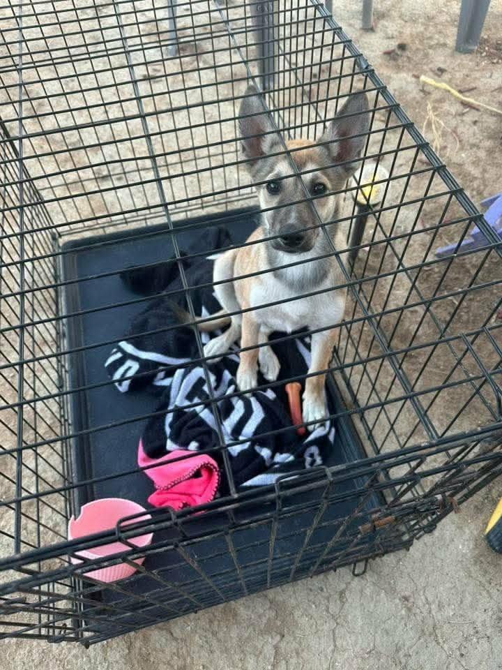 Lizzo, Adoptable, Puppy Female German Shepherd Dog & Belgian Shepherd / Malinois.